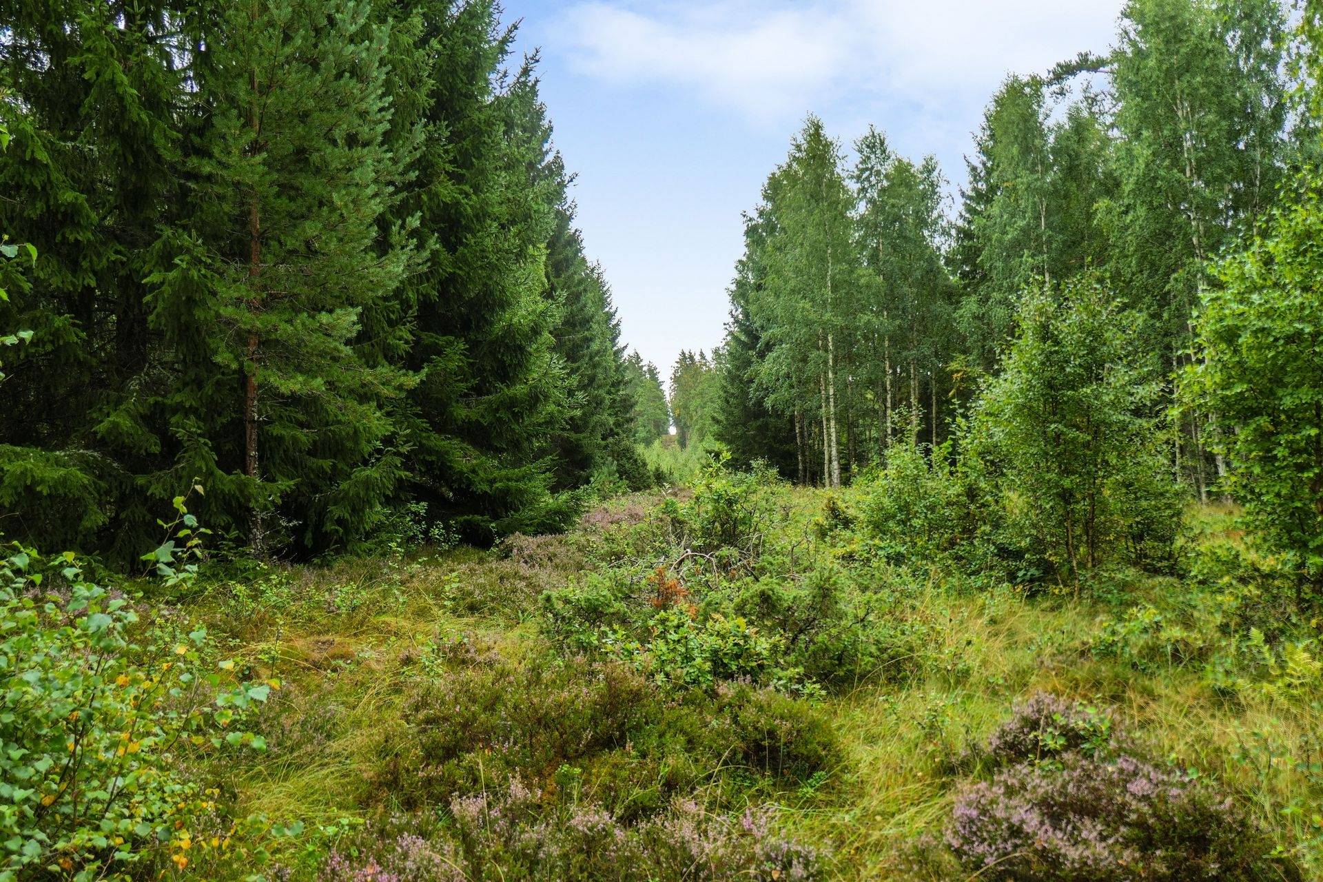 Gård/skog på Galneryd 1 Hjo kommun - bild 11