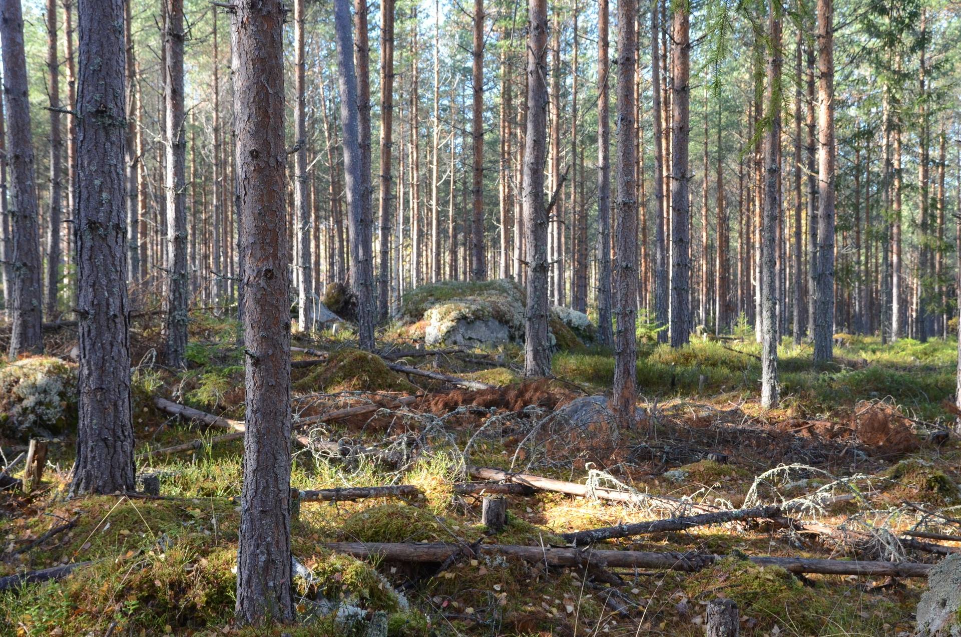 Gård med skogsbruk på Utanmyra Falu kommun - bild 45