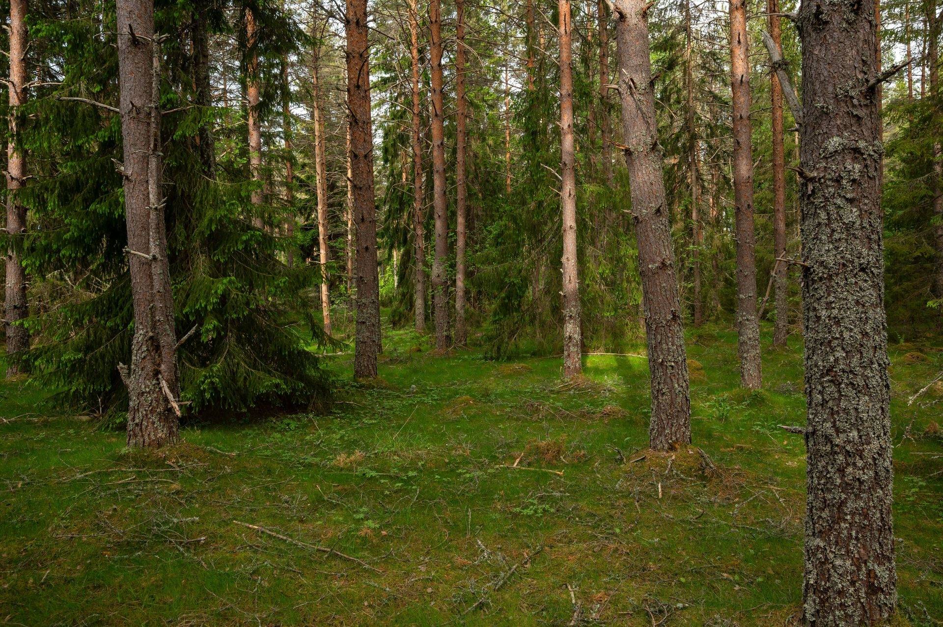 Gård/skog på OCKELBO BÖLE 1:6 Böle Ockelbo kommun - bild 5