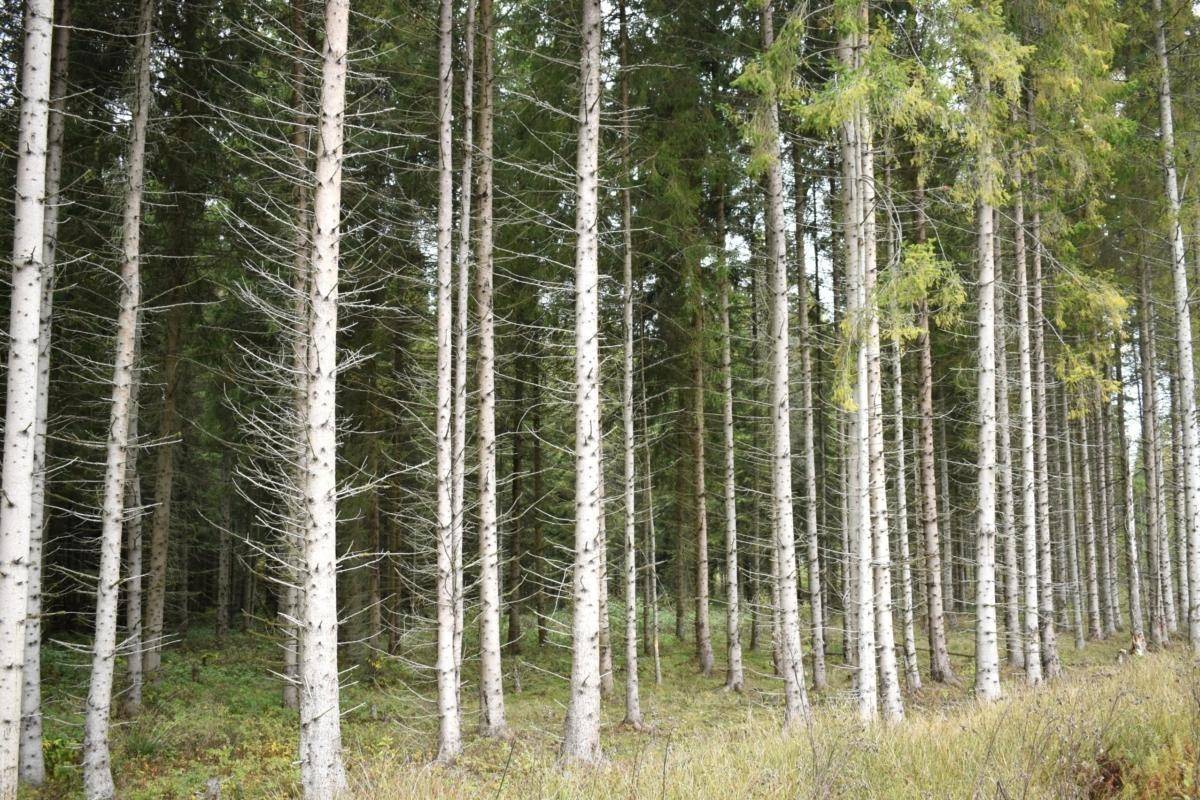 Tingsryds kommun
