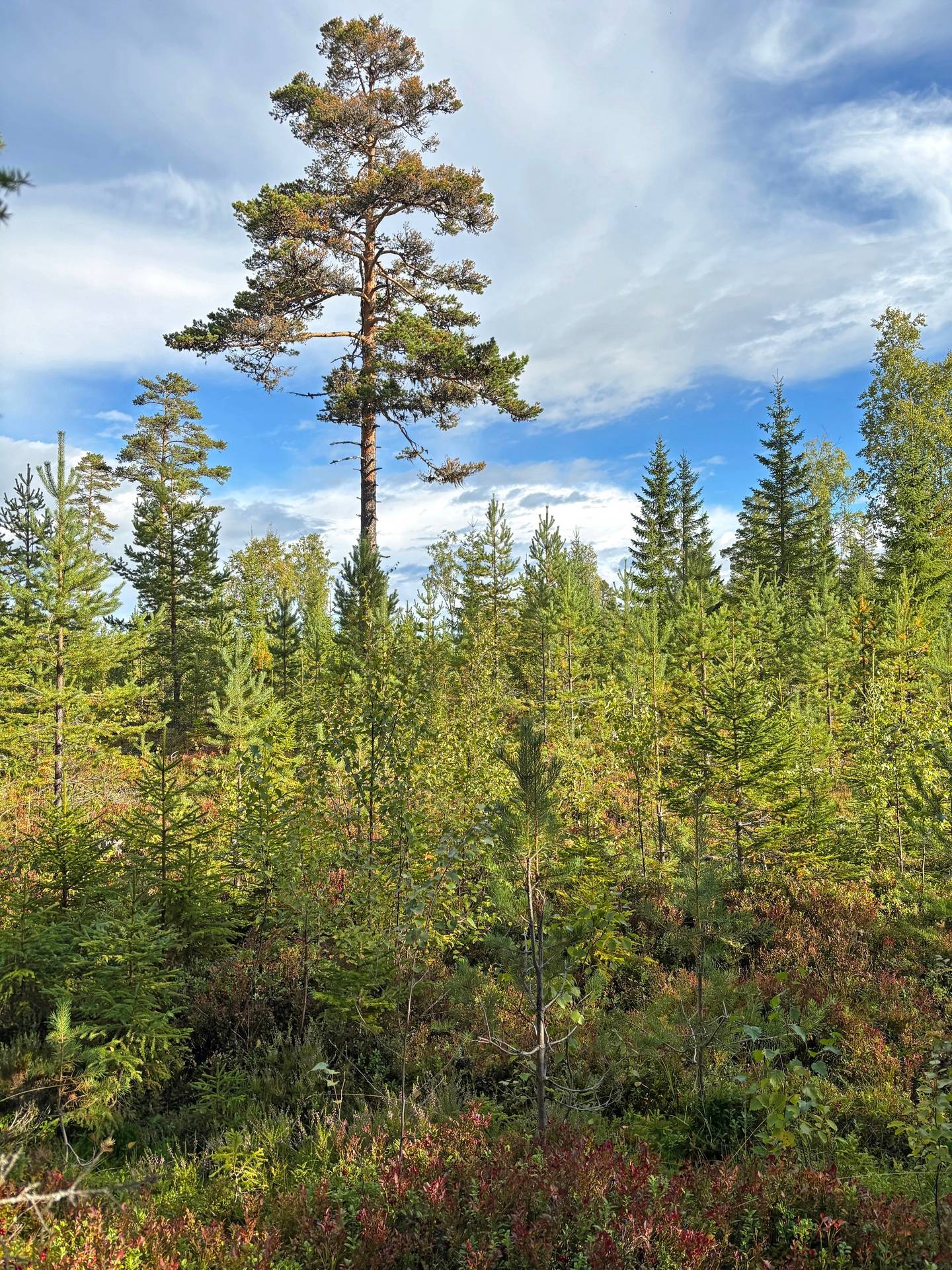 Gård/skog på Skogsskifte i Gullbergsbo Gullbergsbo Ovanåkers kommun - bild 13