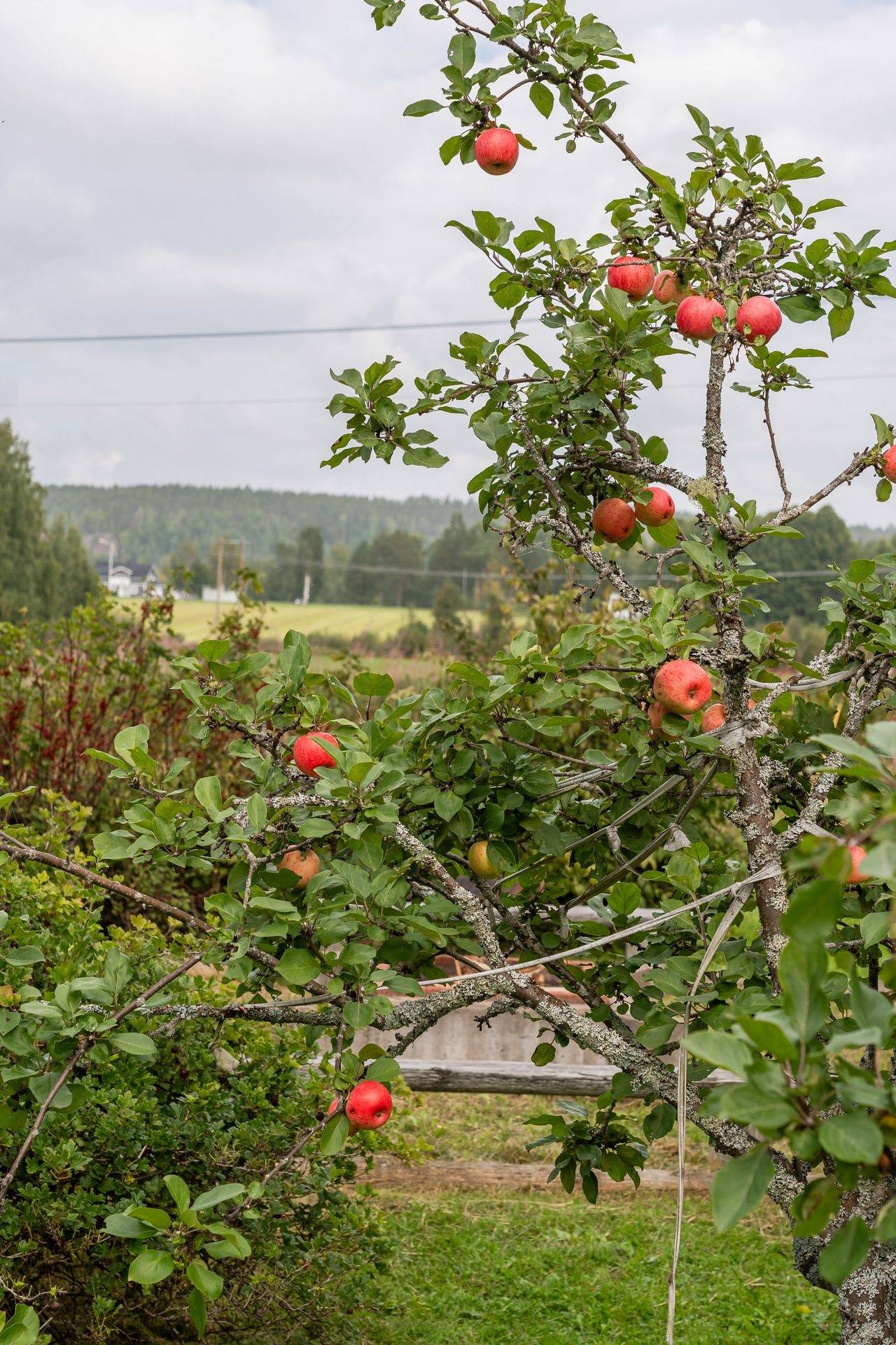4 rum Villa på Södra Käcktjärnsvägen 65 Piteå Piteå kommun - bild 5