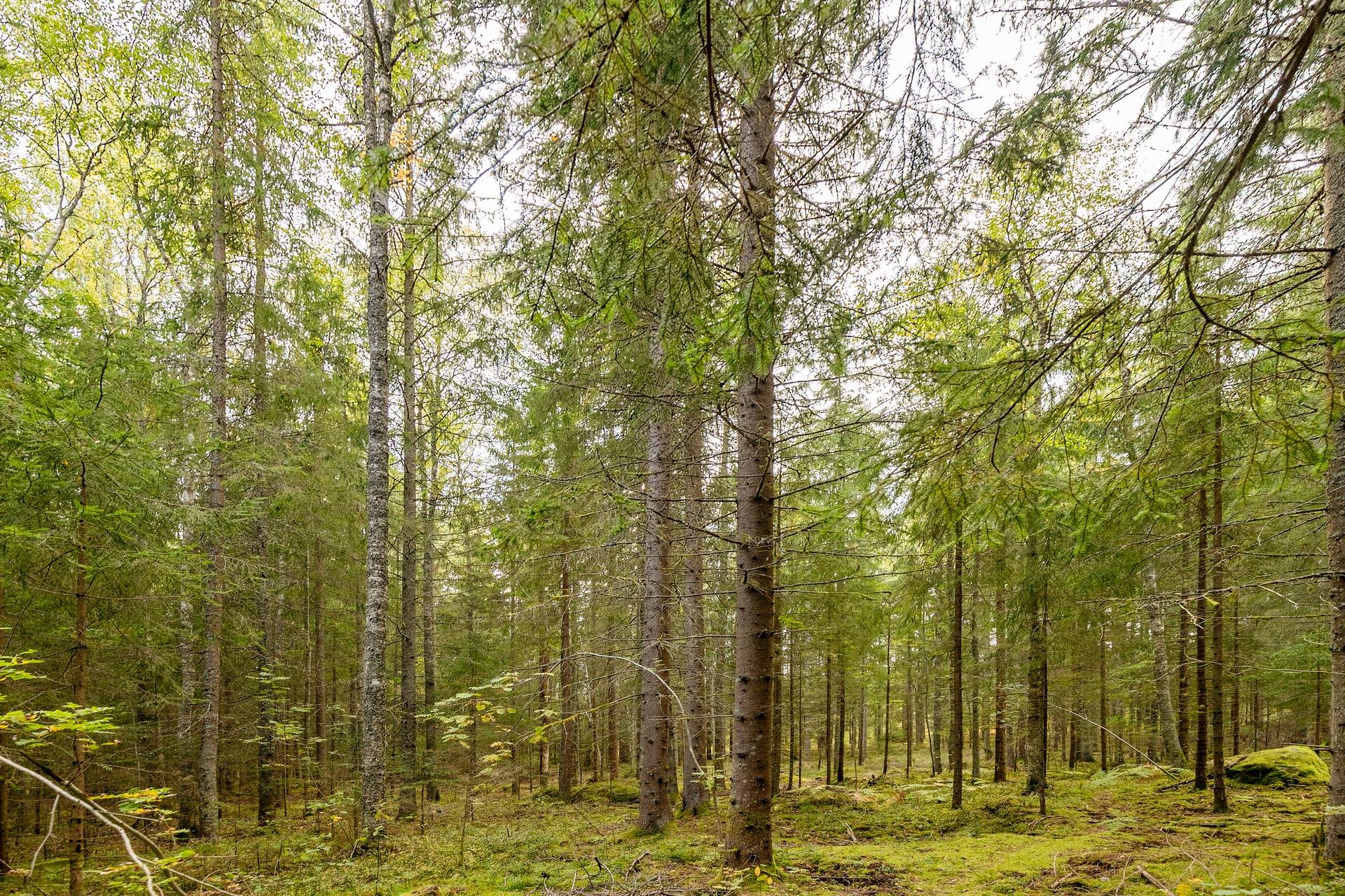 Gård med skogsbruk på Skogalund Lekebergs kommun - bild 14
