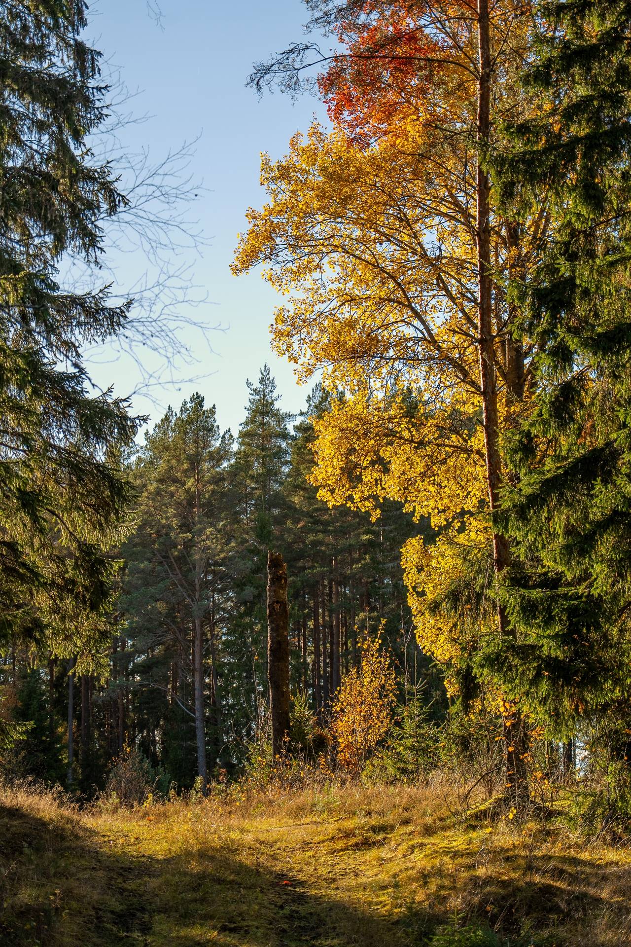 Gård med skogsbruk på Sanda Kristinehamns kommun - bild 18