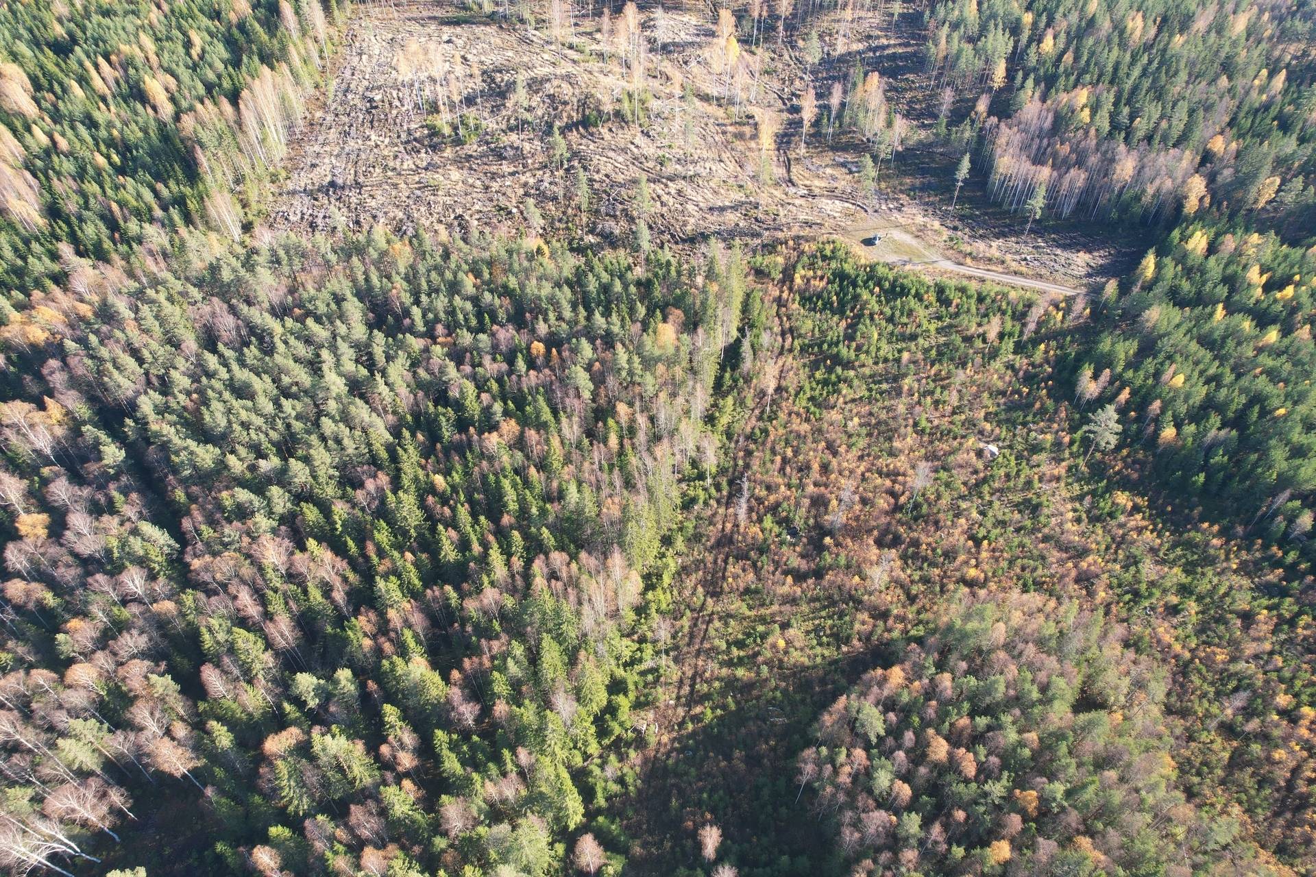 Gård med skogsbruk på Utanmyra Falu kommun - bild 42