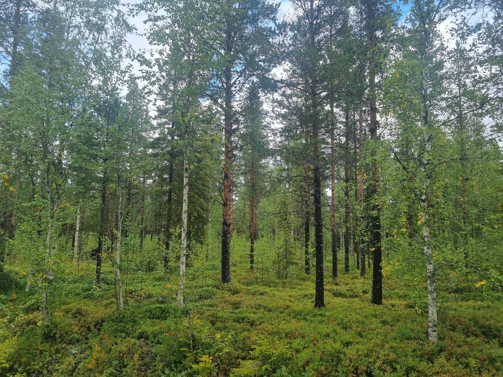 Gård med skogsbruk på NORSJÖ KATTISBERG 1:21 Norsjö Norsjö kommun - bild 4