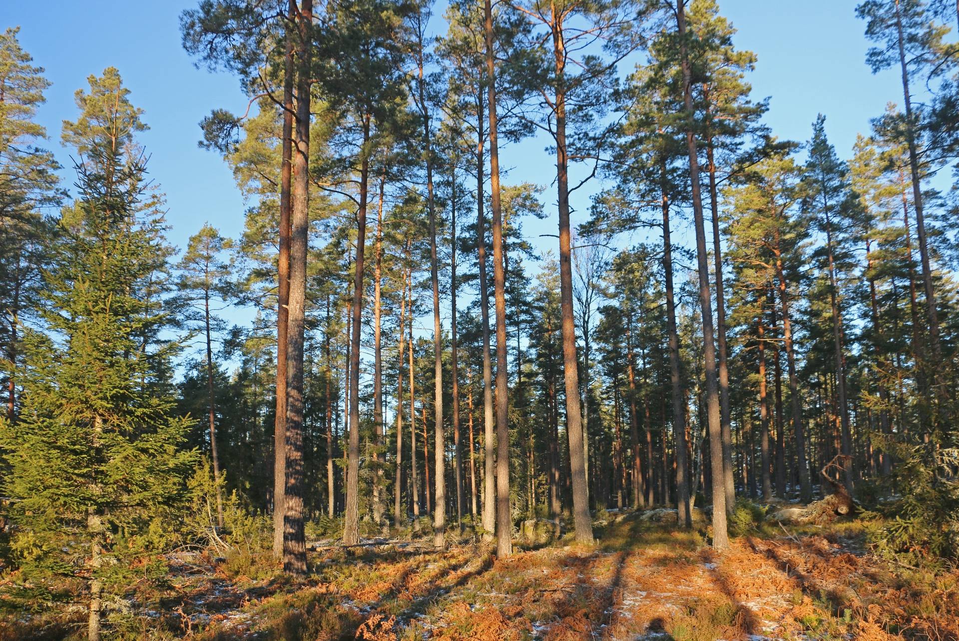 Gård/skog på Stora Aby Skog AB Hultsfreds kommun - bild 9