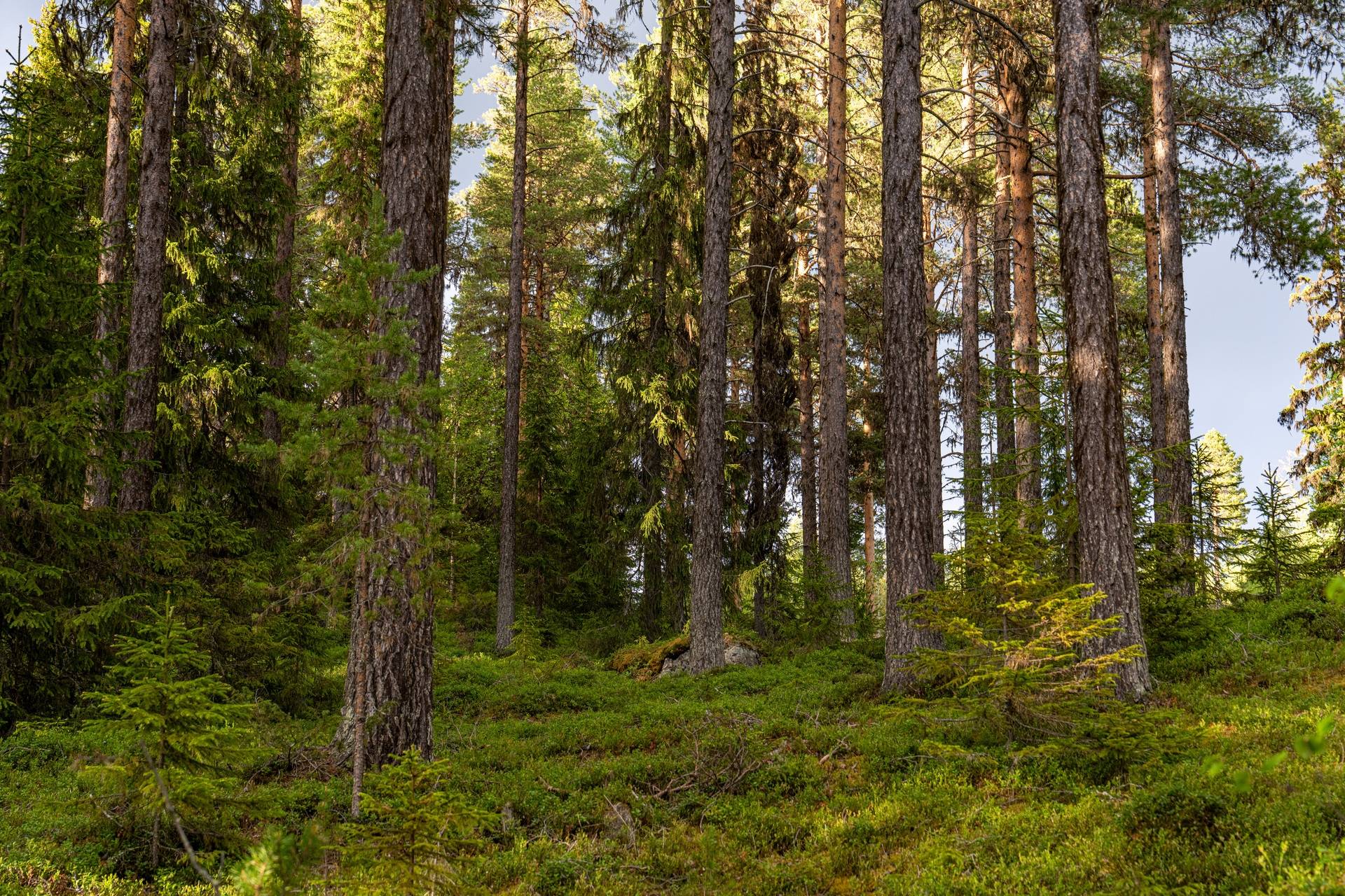 Gård/skog på Norsjö 8:89 Norsjö kommun - bild 8