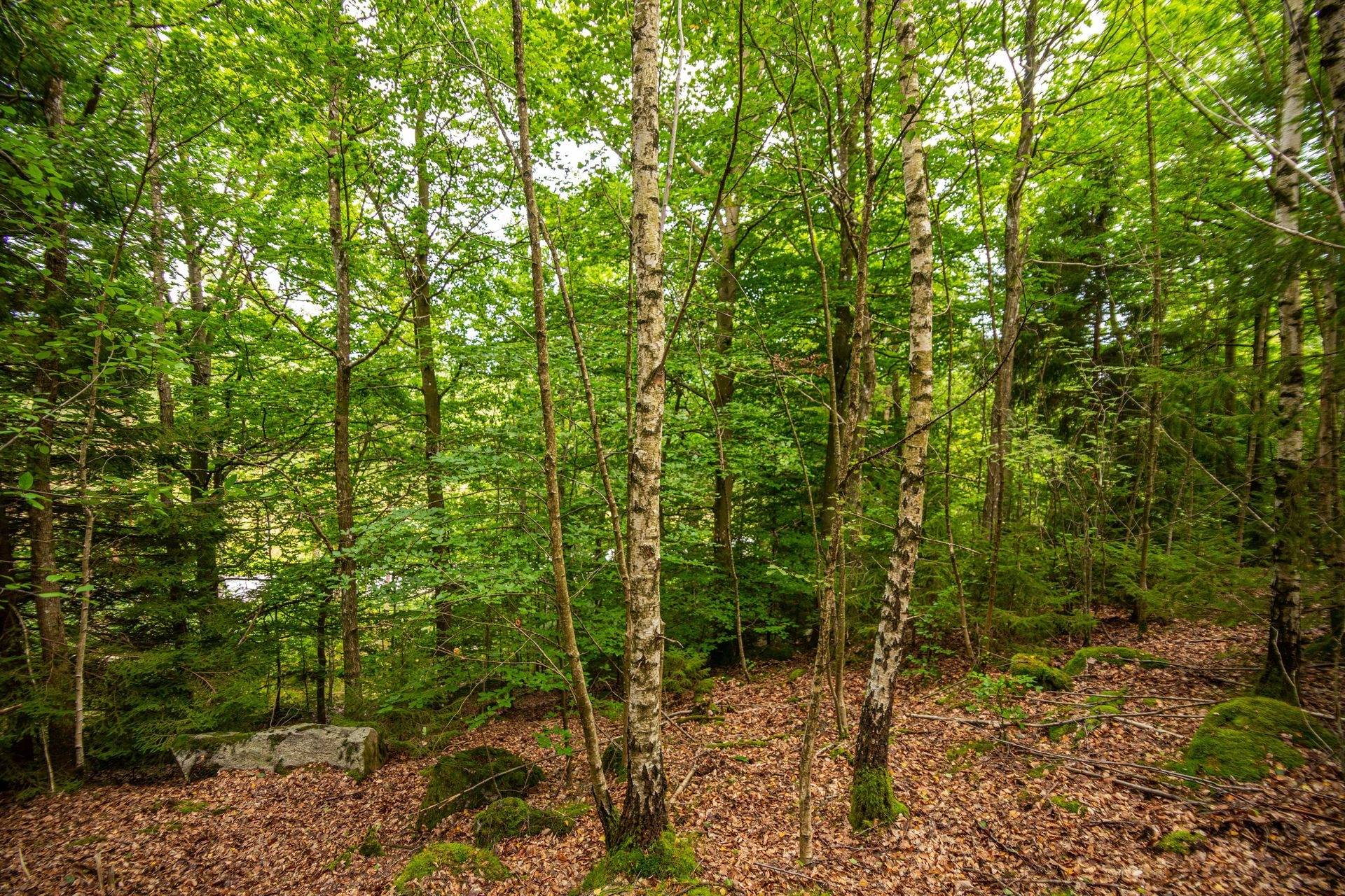 7 rum Gård med jordbruk på Markarydsvägen 6 Hishult / S. Halland Laholms kommun - bild 41