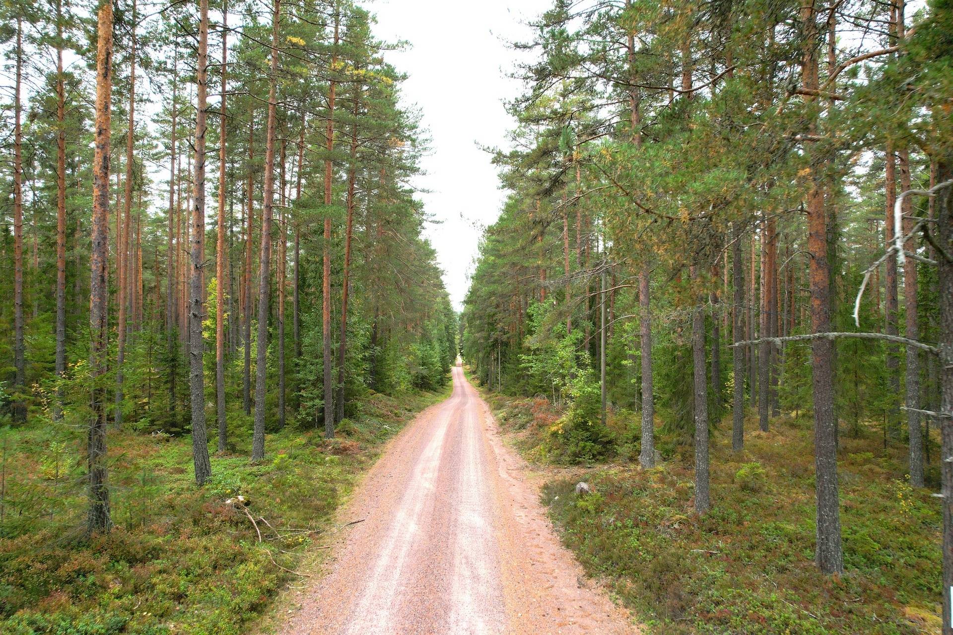 Gård med jordbruk på Kullmyran Sandvikens kommun - bild 35