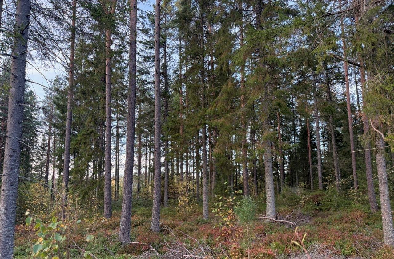 Gård med skogsbruk på Tranemo Ljungsarp 5:11 Ljungsarp Tranemo kommun - bild 16