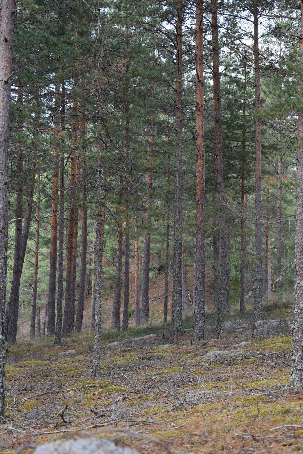 Gård med skogsbruk på Gårdsryd 1:2, 3:2 Gårdsryd Nybro kommun - bild 24