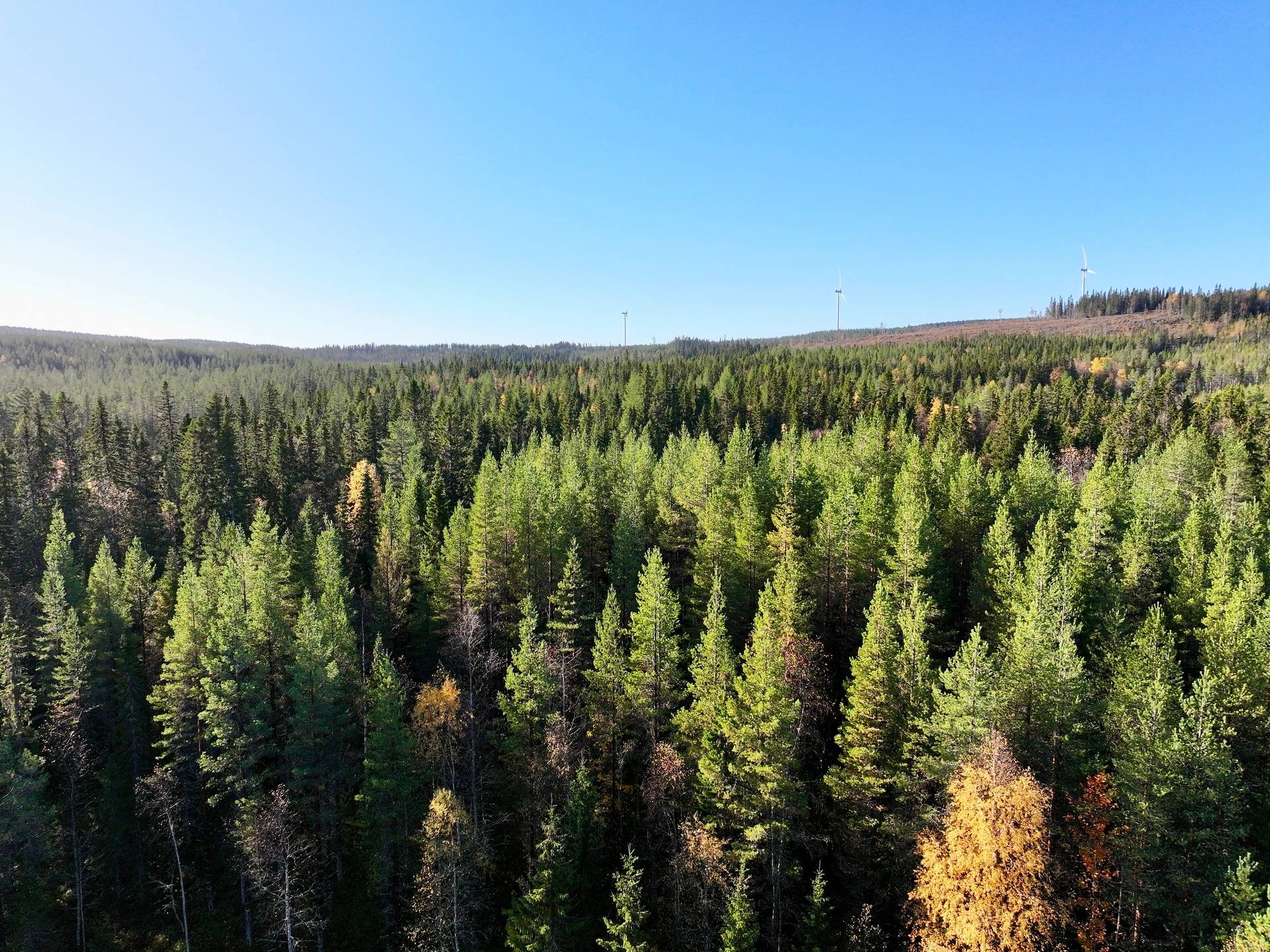 Gård/skog på Holmträsk 40 Örnsköldsviks kommun - bild 41