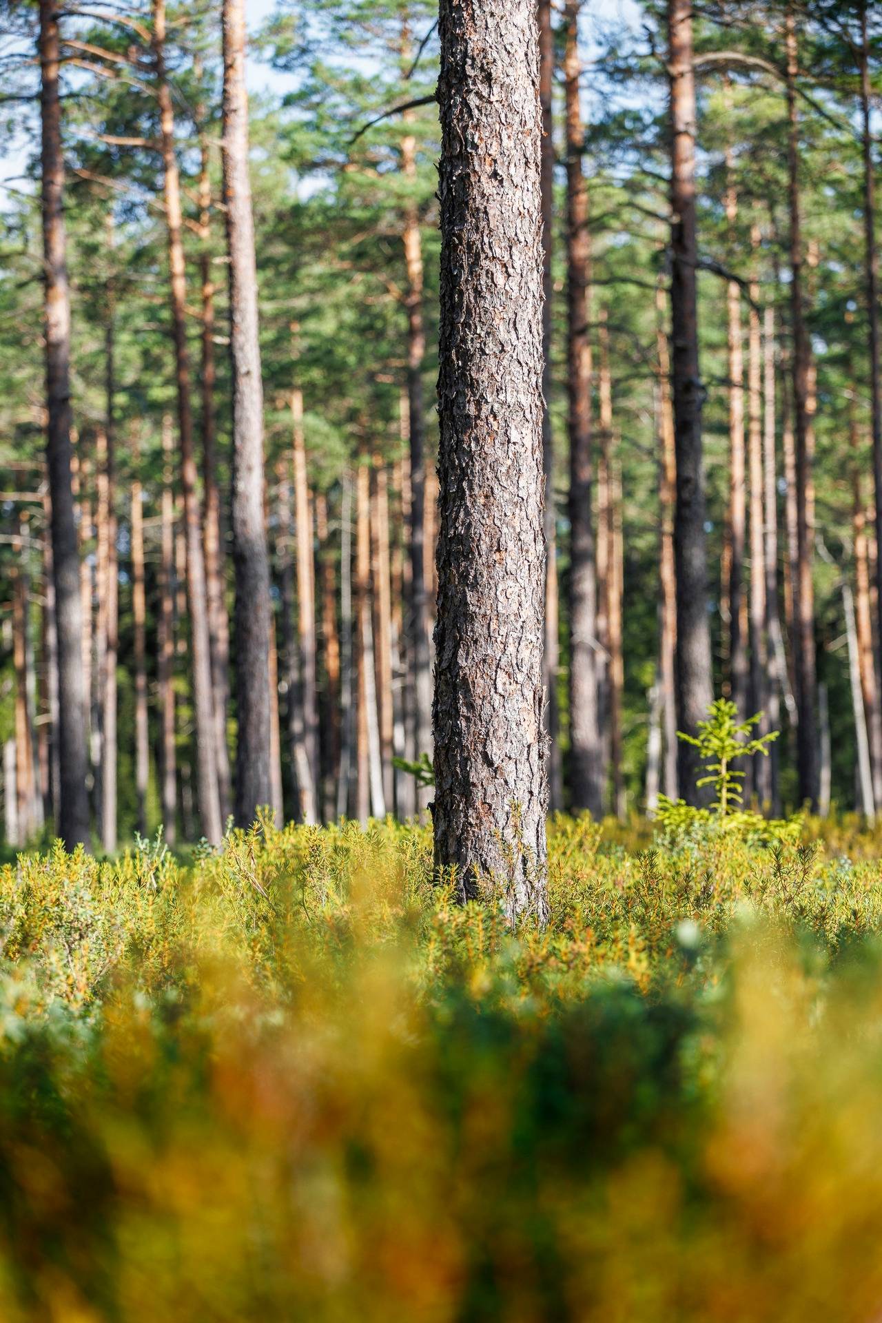 Gård med jordbruk på Apelskift Habo kommun - bild 43