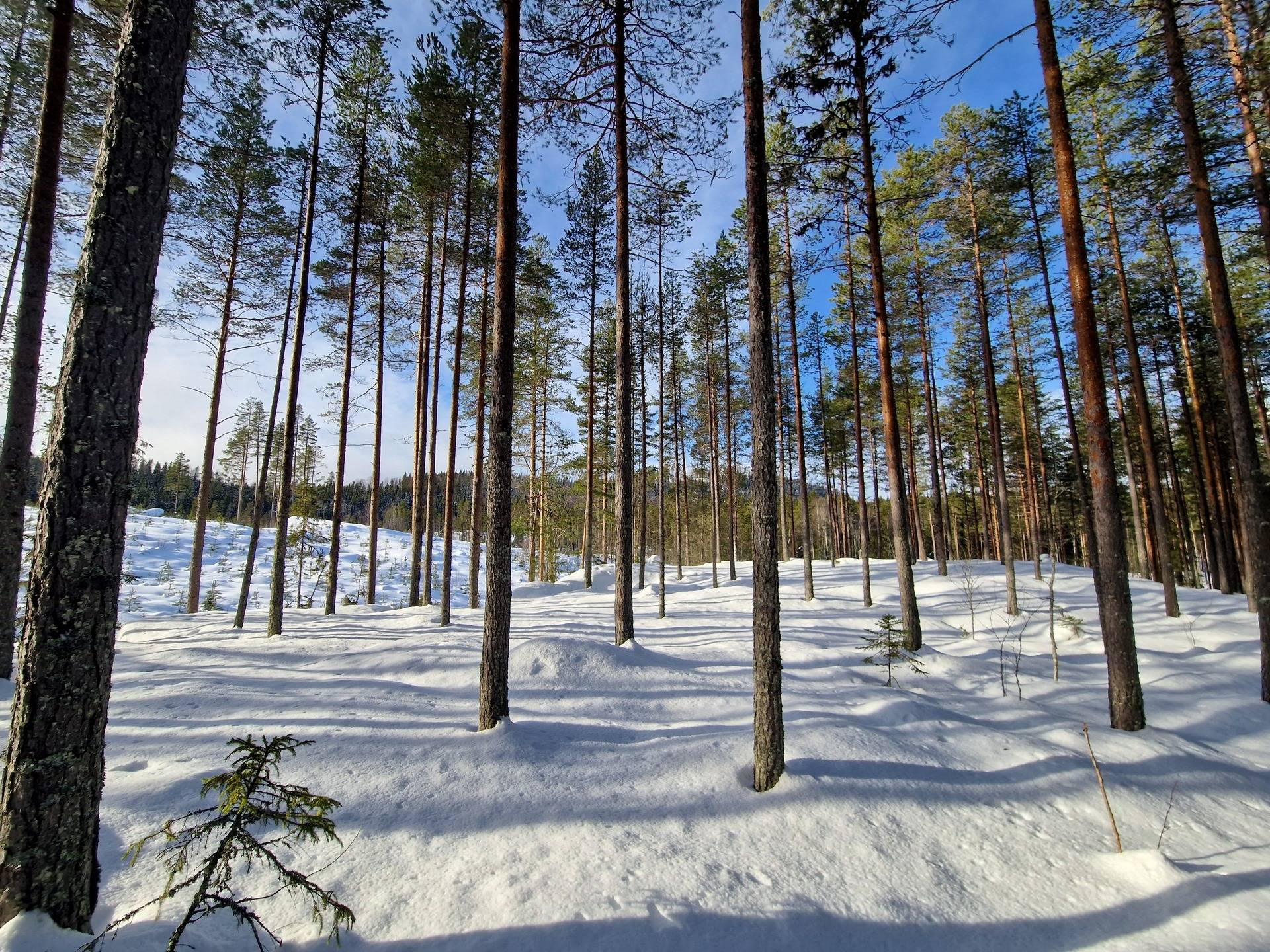 Gård med jordbruk på Kälarne Ansjö 184 Näset Bräcke kommun - bild 18