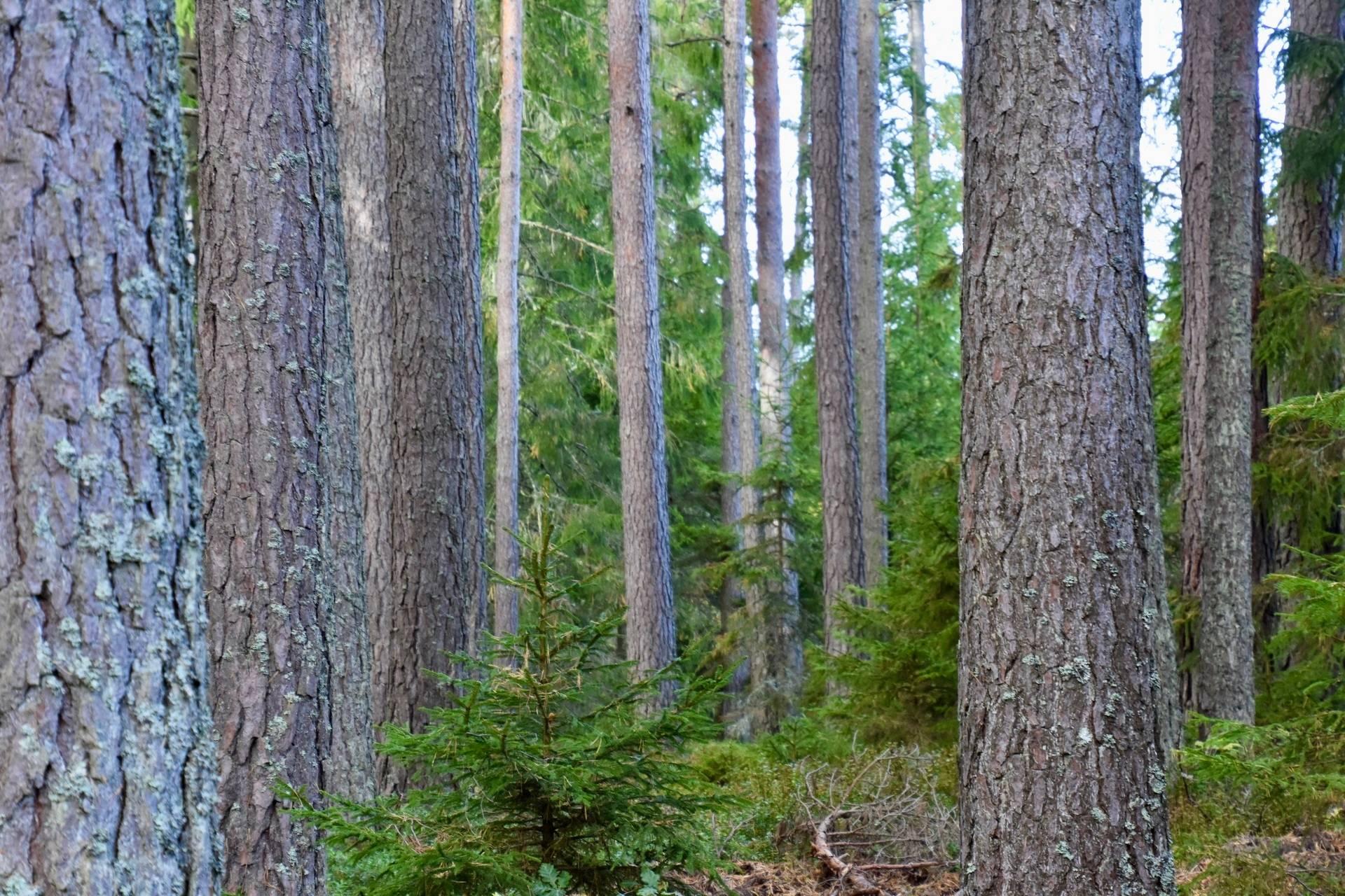 4 rum Gård med jordbruk på Borgunda Börsbo Borgunda Falköpings kommun - bild 4
