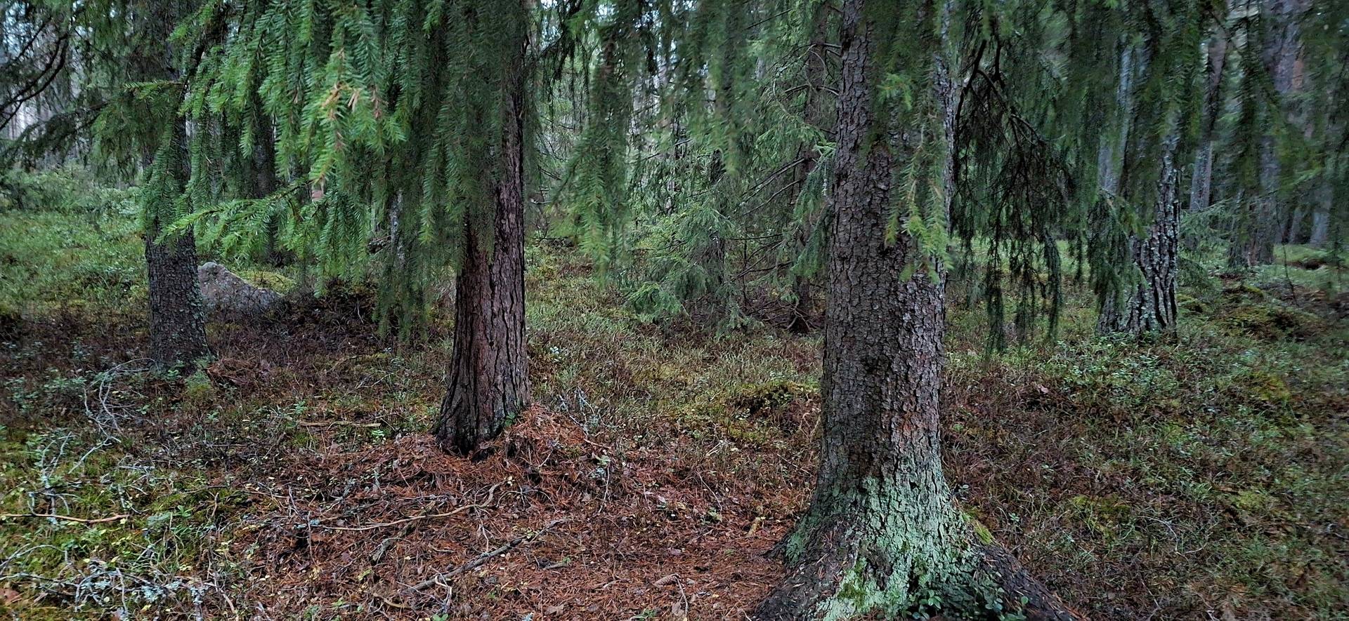 Gård med skogsbruk på Pajala Pajala 16:5 Pajala Pajala kommun - bild 3