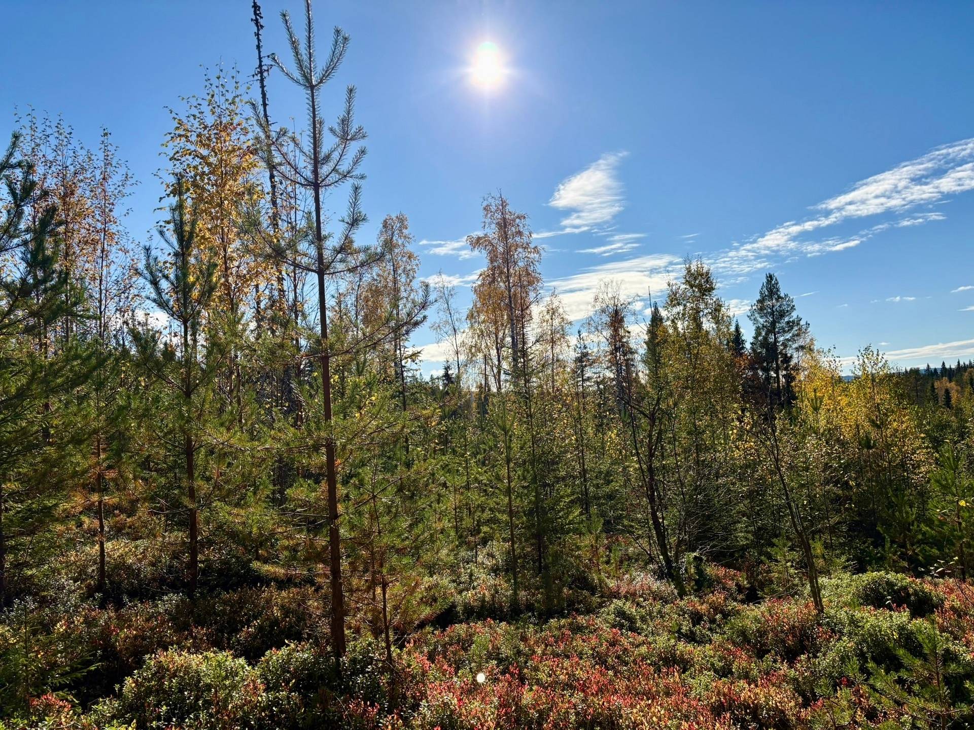 Gård/skog på Örträsk 2:38 Lycksele kommun - bild 15
