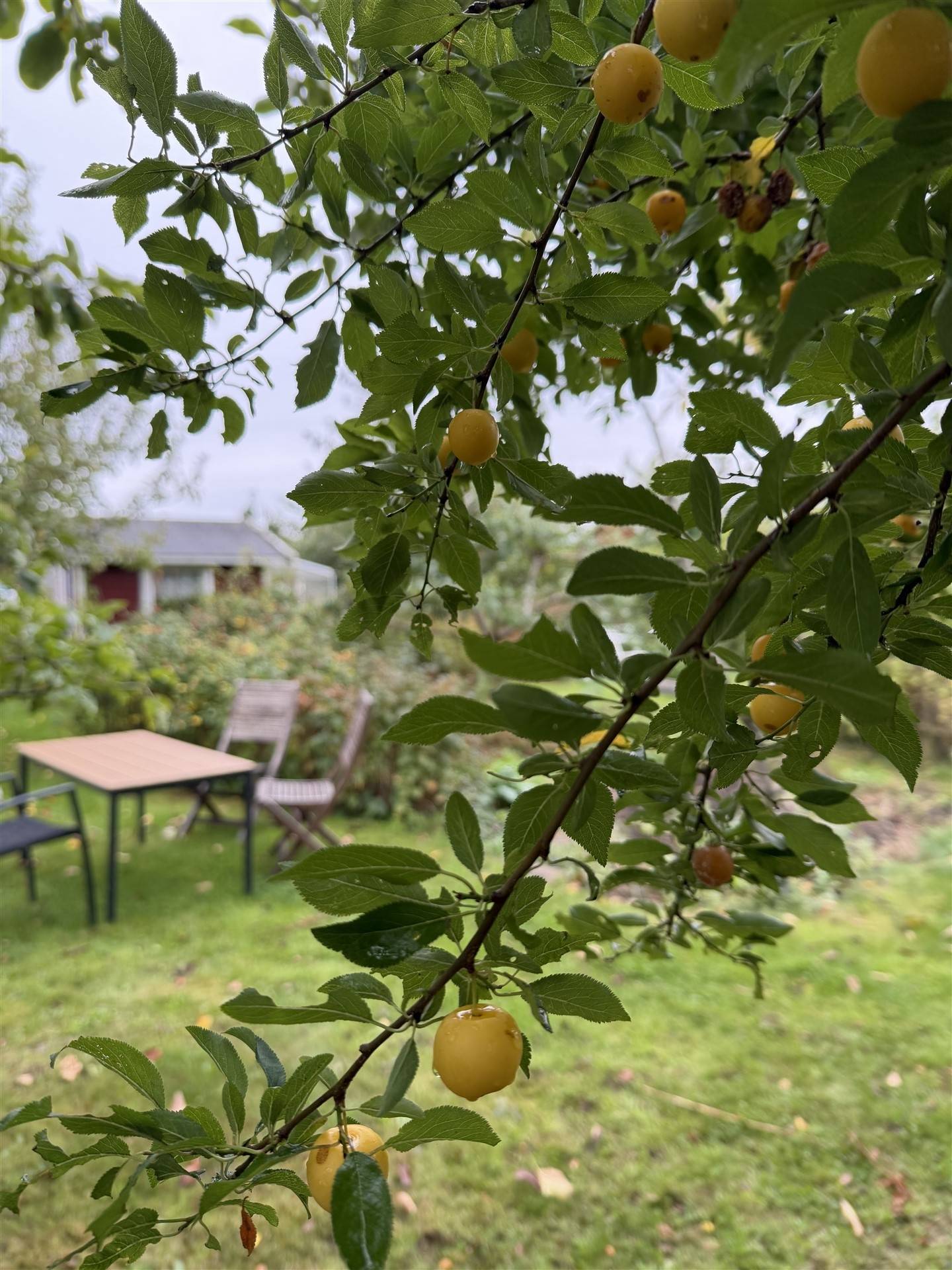 Fritidshus på Kolonigatan 1 Hamnabro Simrishamns kommun - bild 14