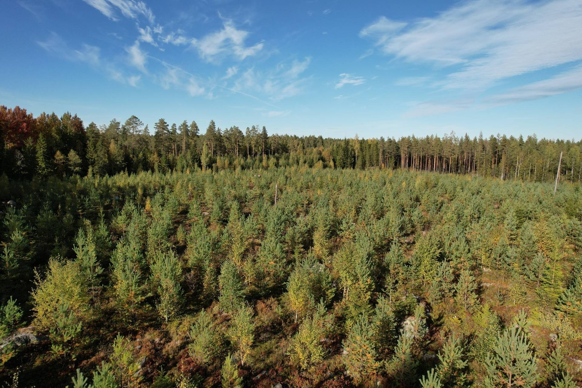 Gård med jordbruk på Sömskars skogen Sandvikens kommun - bild 34