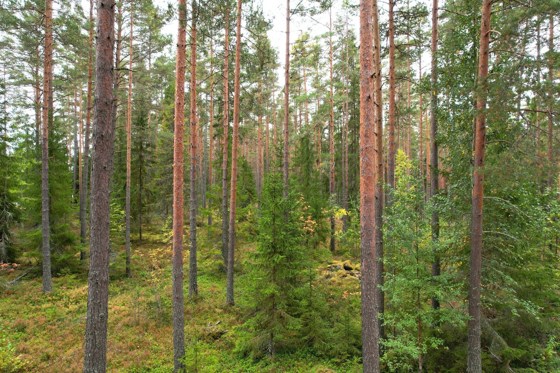 Gård med jordbruk på Kullmyran Sandvikens kommun - bild 3