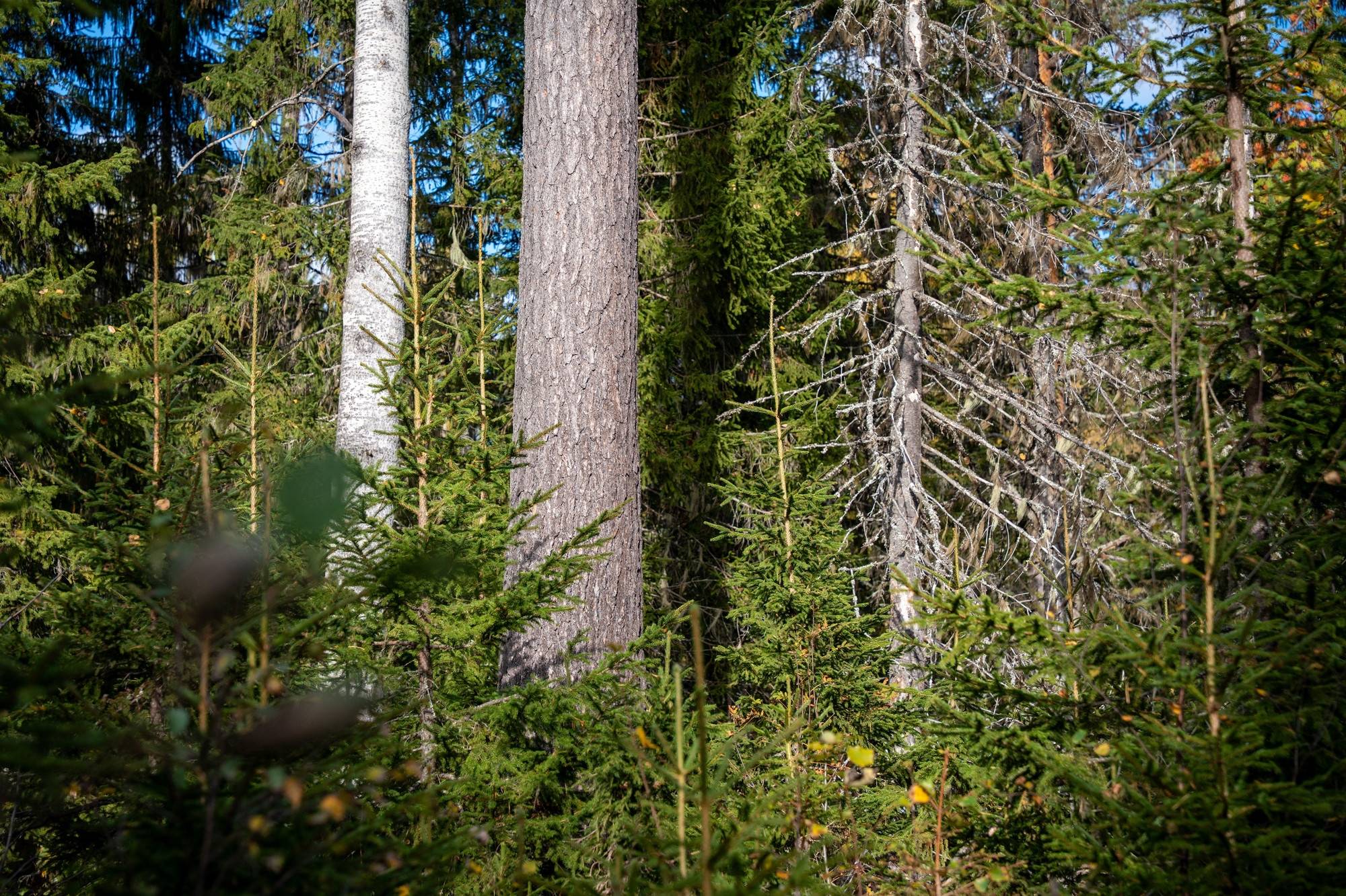 Gård med skogsbruk på Högberg 2:13 Ramvik Härnösands kommun - bild 16
