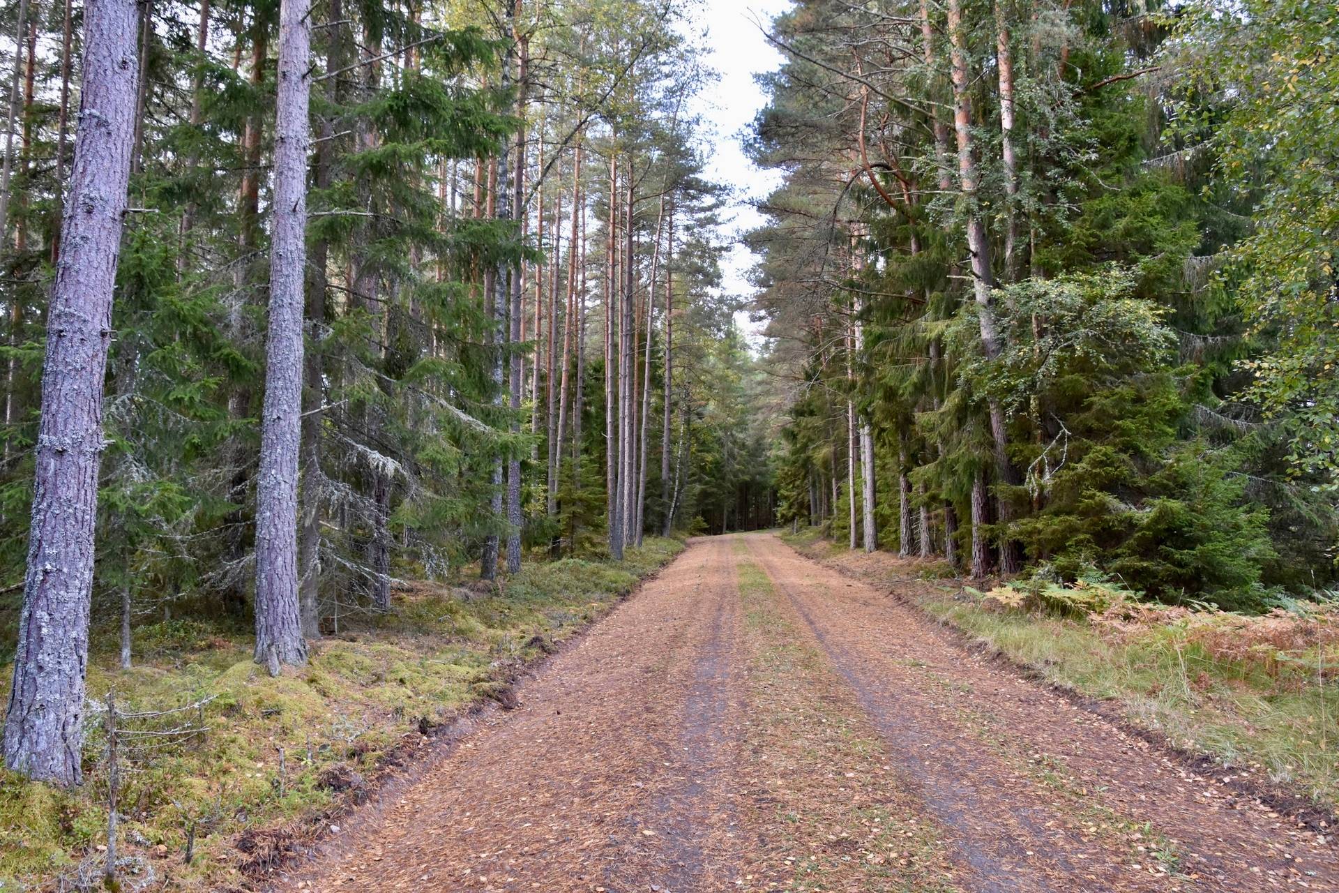 4 rum Gård med jordbruk på Borgunda Börsbo Borgunda Falköpings kommun - bild 36