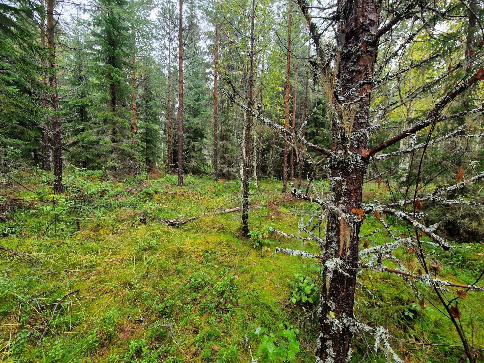 Gård med skogsbruk på RAGUNDA STUGUBYN 3:64 & STUGUNS PRÄSTBORD 1:45 Stugun Ragunda kommun - bild 8