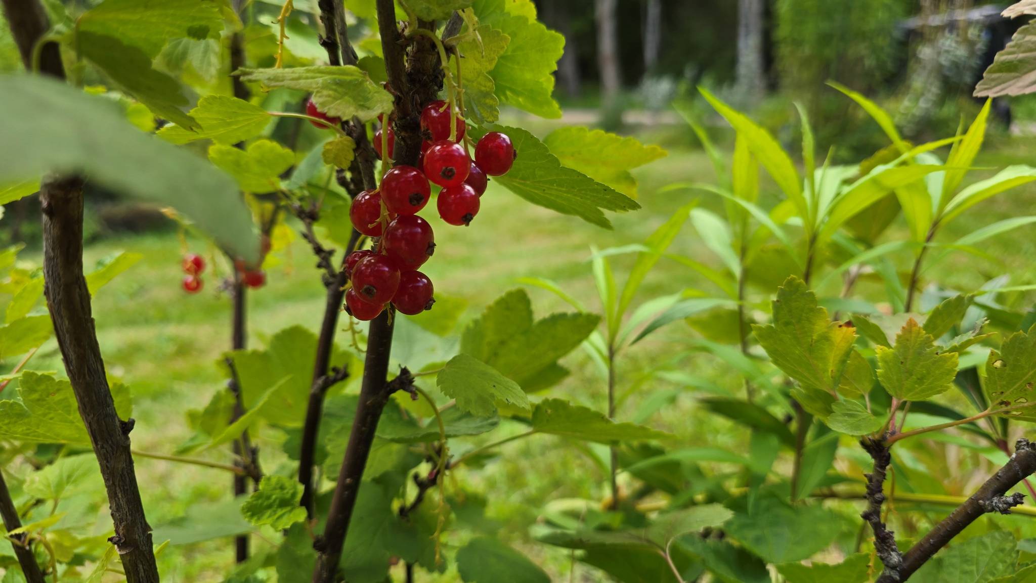 4 rum Fritidshus på Väderlanda LILLEGÅRD 1 Växjö kommun - bild 100