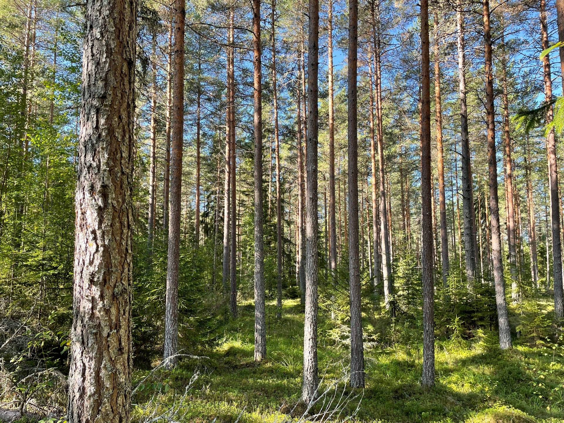 Gård med skogsbruk på Nedre Gärdsjö 7:11 Rättviks kommun - bild 13