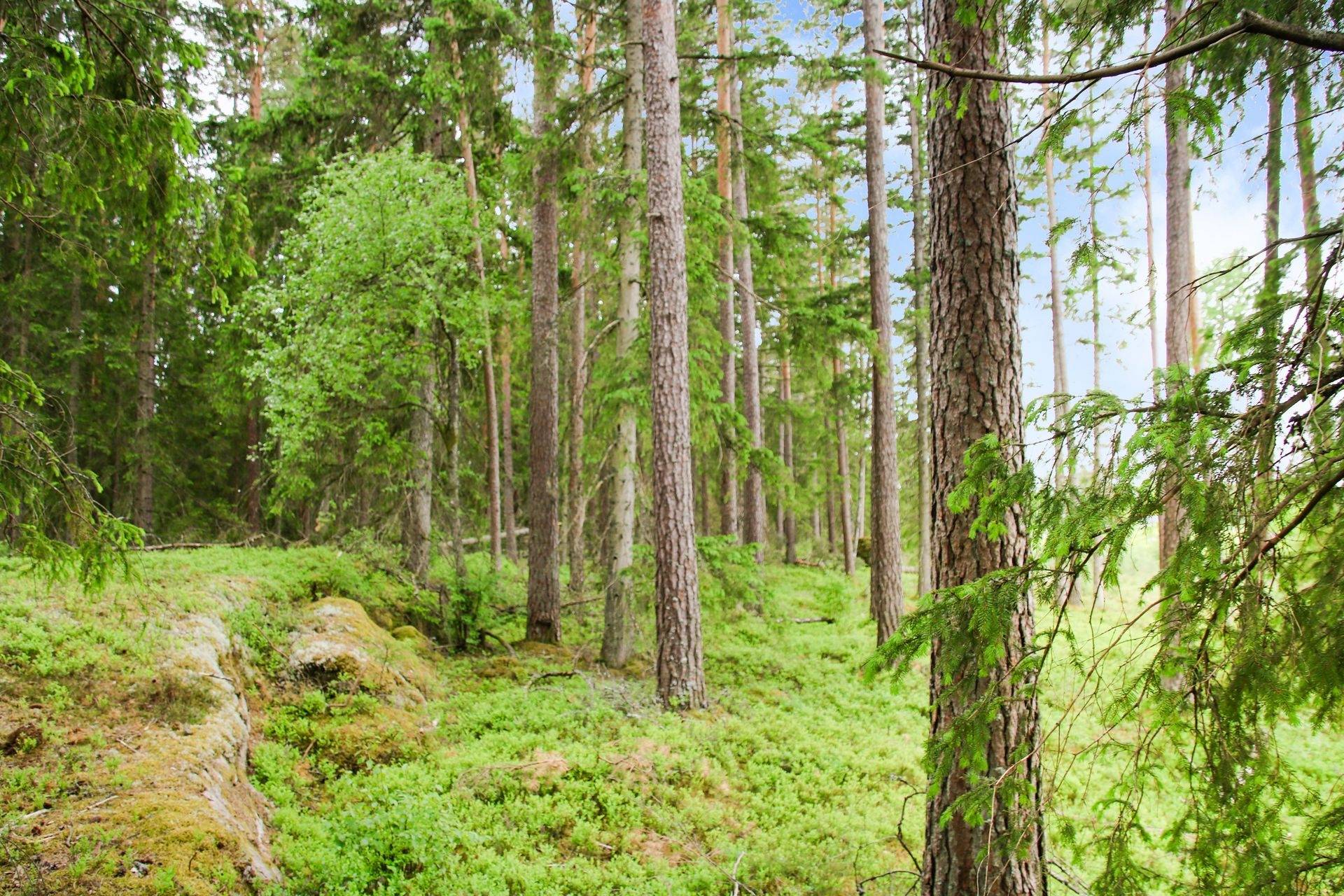 Gård/skog på Gräshult Norregård 1 Vaggeryds kommun - bild 3
