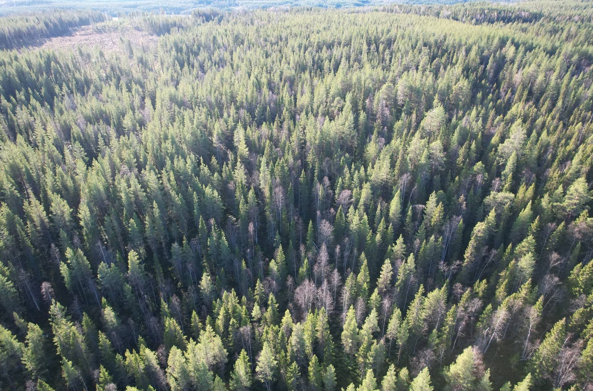Gård med skogsbruk Gunnarn Storumans kommun - bild 9