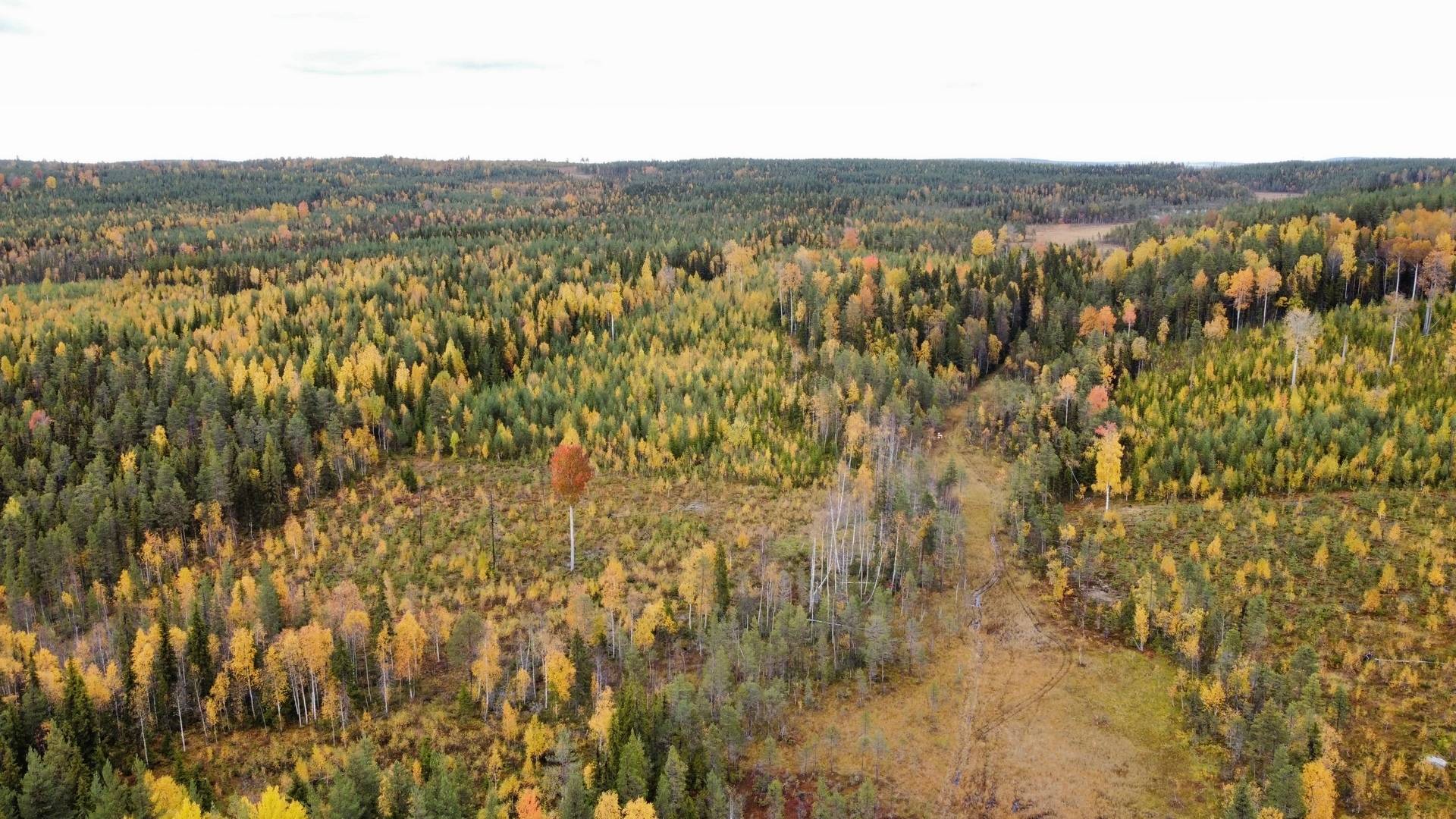Gård/skog på LYCKSELE NORRBY 1:65 samt 5:1 Lycksele kommun - bild 7