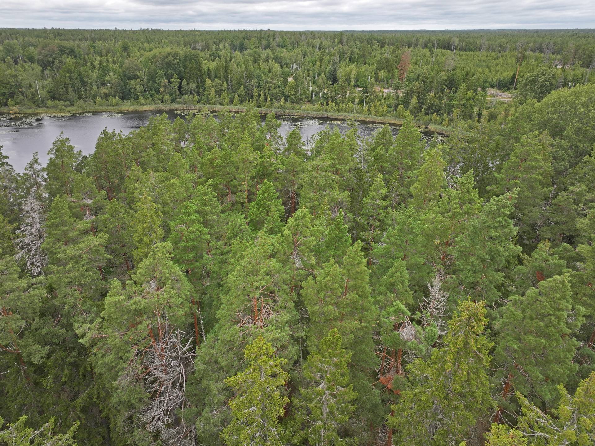 Gård/skog på Fliseryds-Boda Skog AB Mönsterås kommun - bild 8