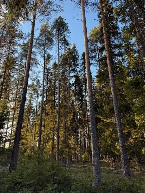 Gård med skogsbruk på Kusmark 18:5 Kusmark Skellefteå kommun - bild 3