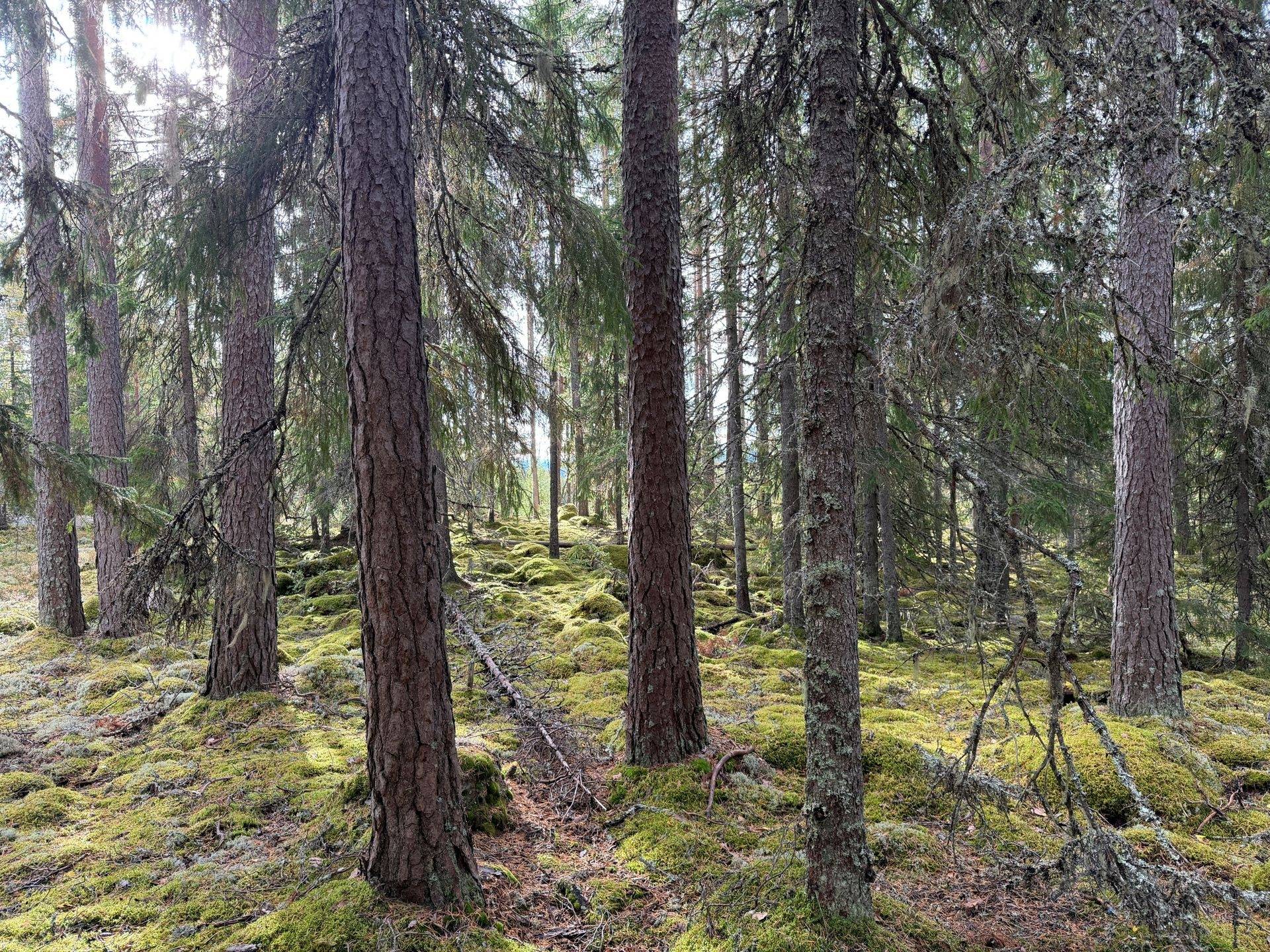 Gård/skog på Västra Storbyn 100:1 Mora kommun - bild 10