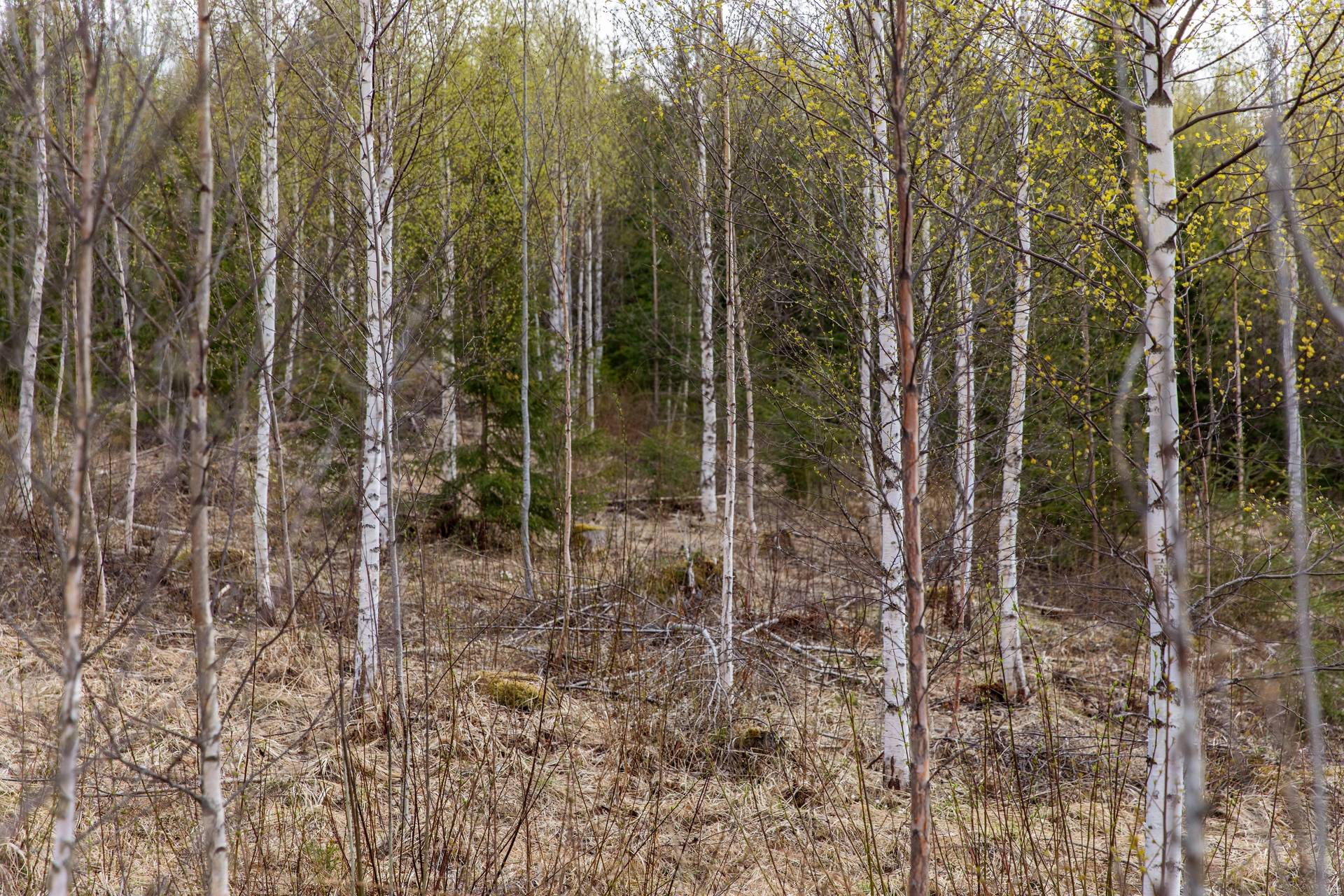 Gård med skogsbruk Stöde Sundsvalls kommun - bild 15
