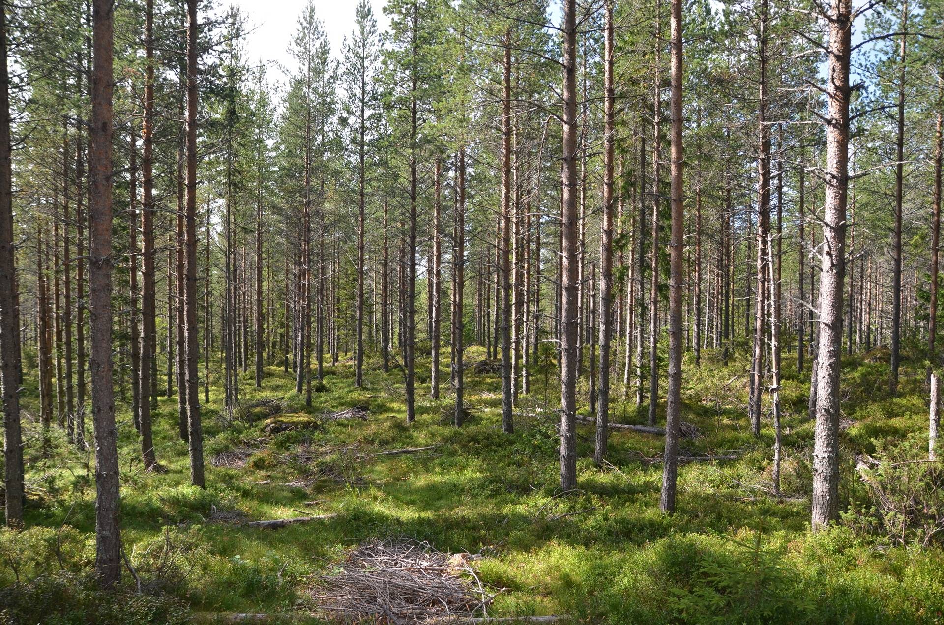 Gård med skogsbruk på Skålmo Malung-Sälens kommun - bild 24