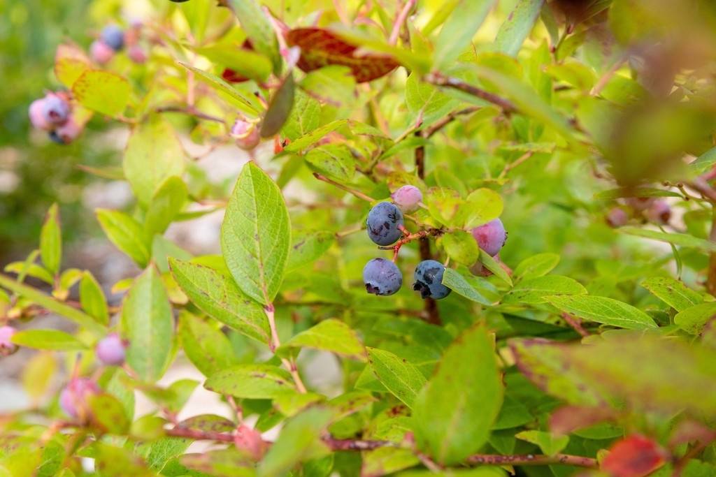 5 rum Villa på Parkuddsgatan 20 Göteborgs kommun - bild 35