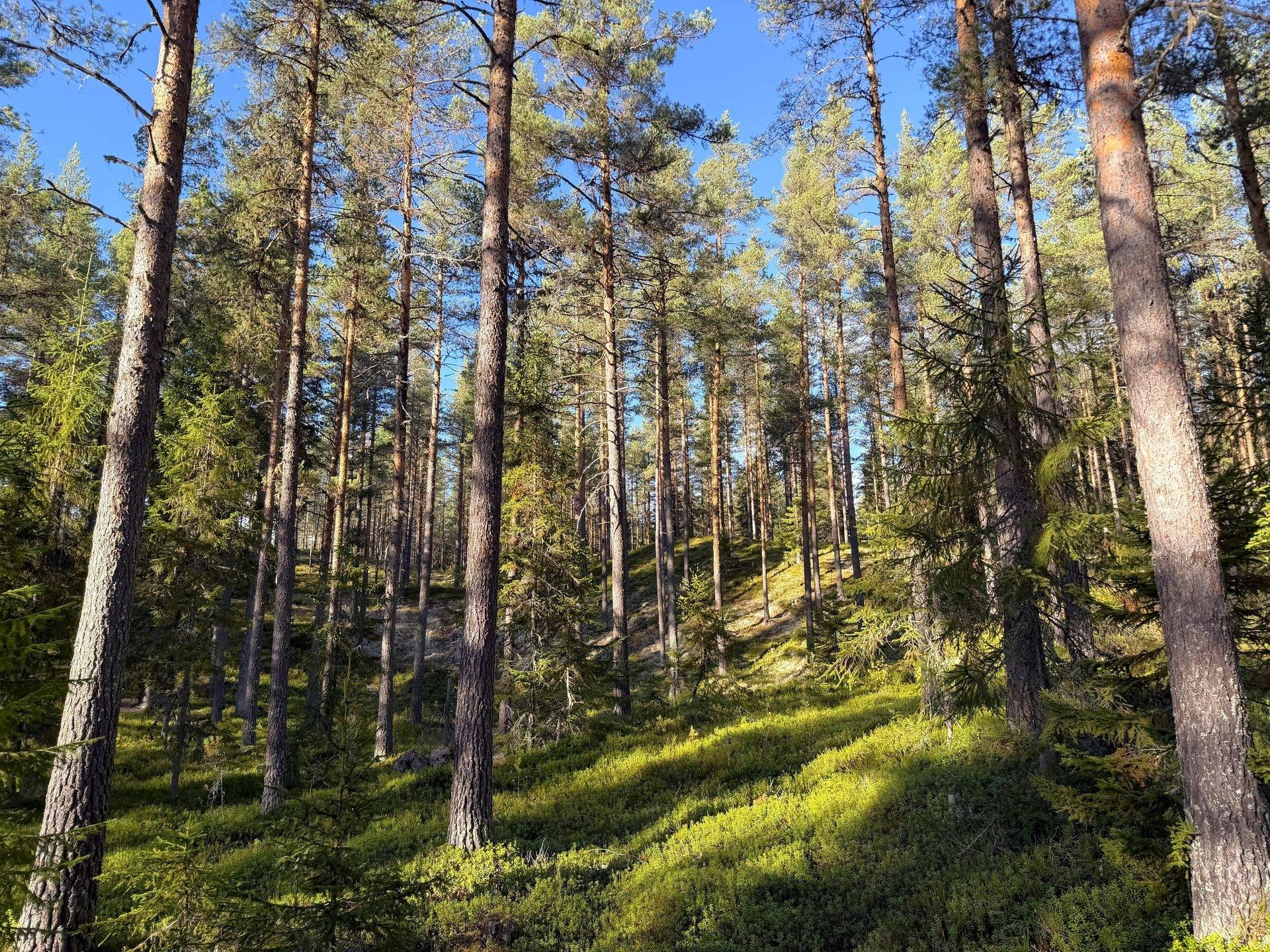 Gård/skog på Loka 31:15 Älvdalens kommun - bild 18
