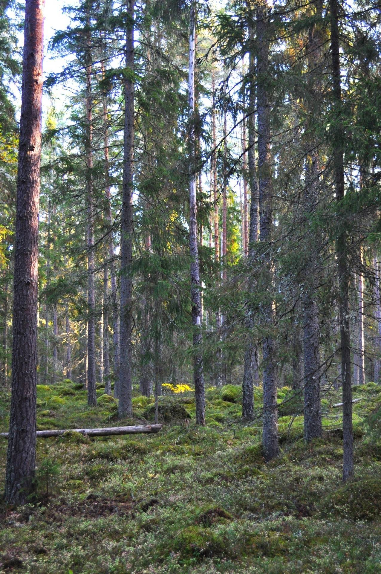 Gård med skogsbruk på Tierp Igelsbo 1:1 Örbyhus Tierps kommun - bild 17