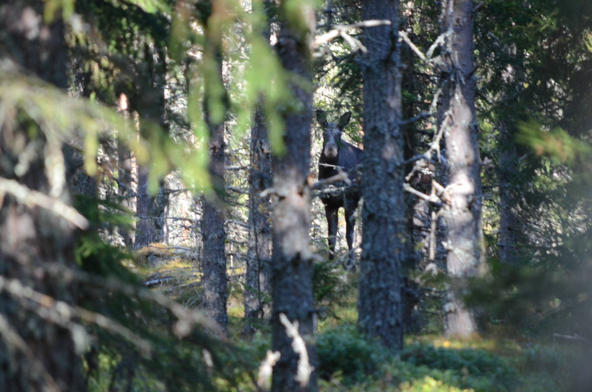 gård med skogsbruk på Tjärna Mockfjärd, Gagnefs kommun - bild 1