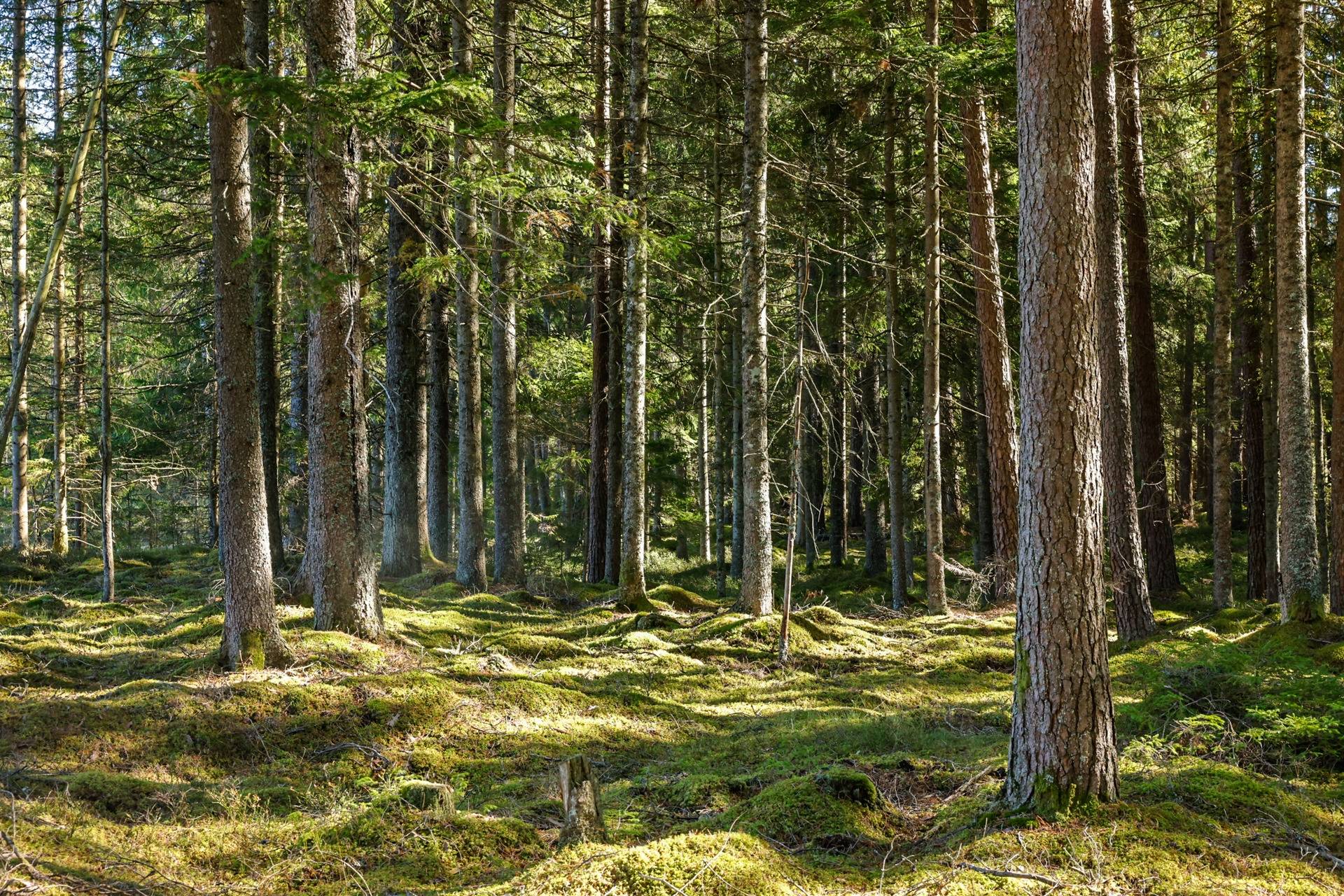 Gård/skog på SVENLJUNGA UGGLEBO 2:3 Örsås Svenljunga kommun - bild 5