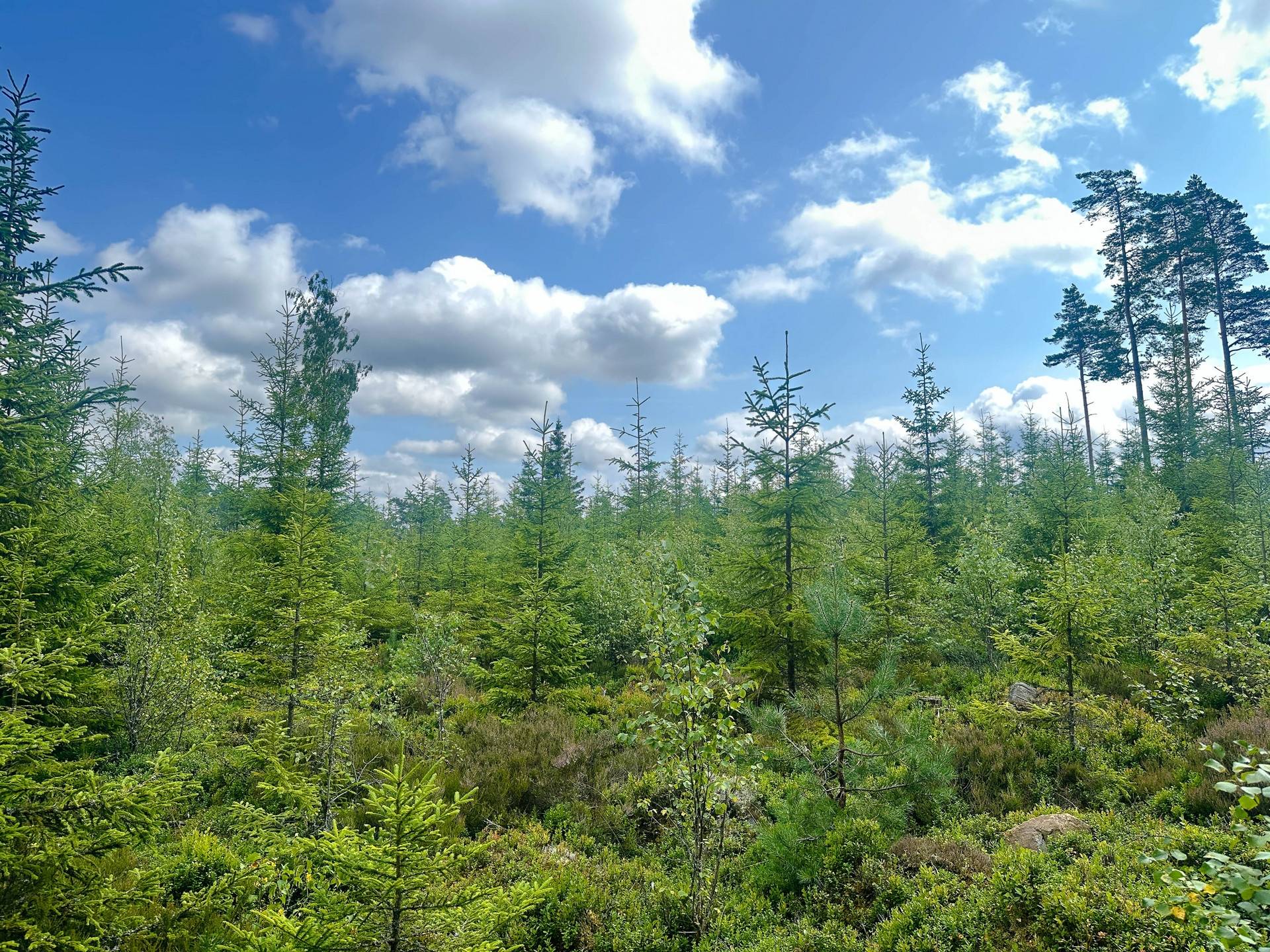Gård/skog på Lid 4:5 Ulricehamns kommun - bild 17