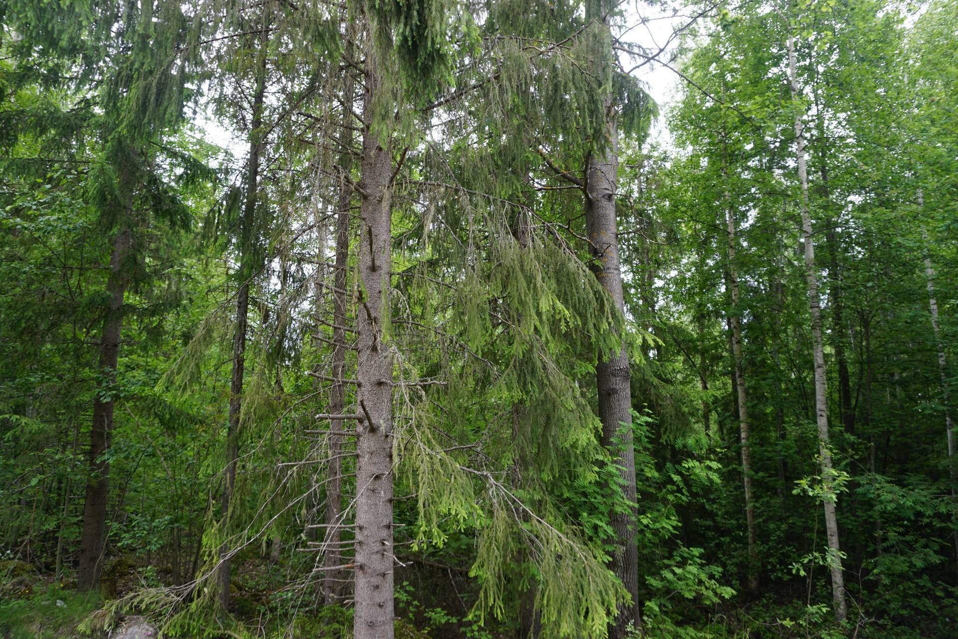 Tomt Sörsidan Ånge kommun - bild 4