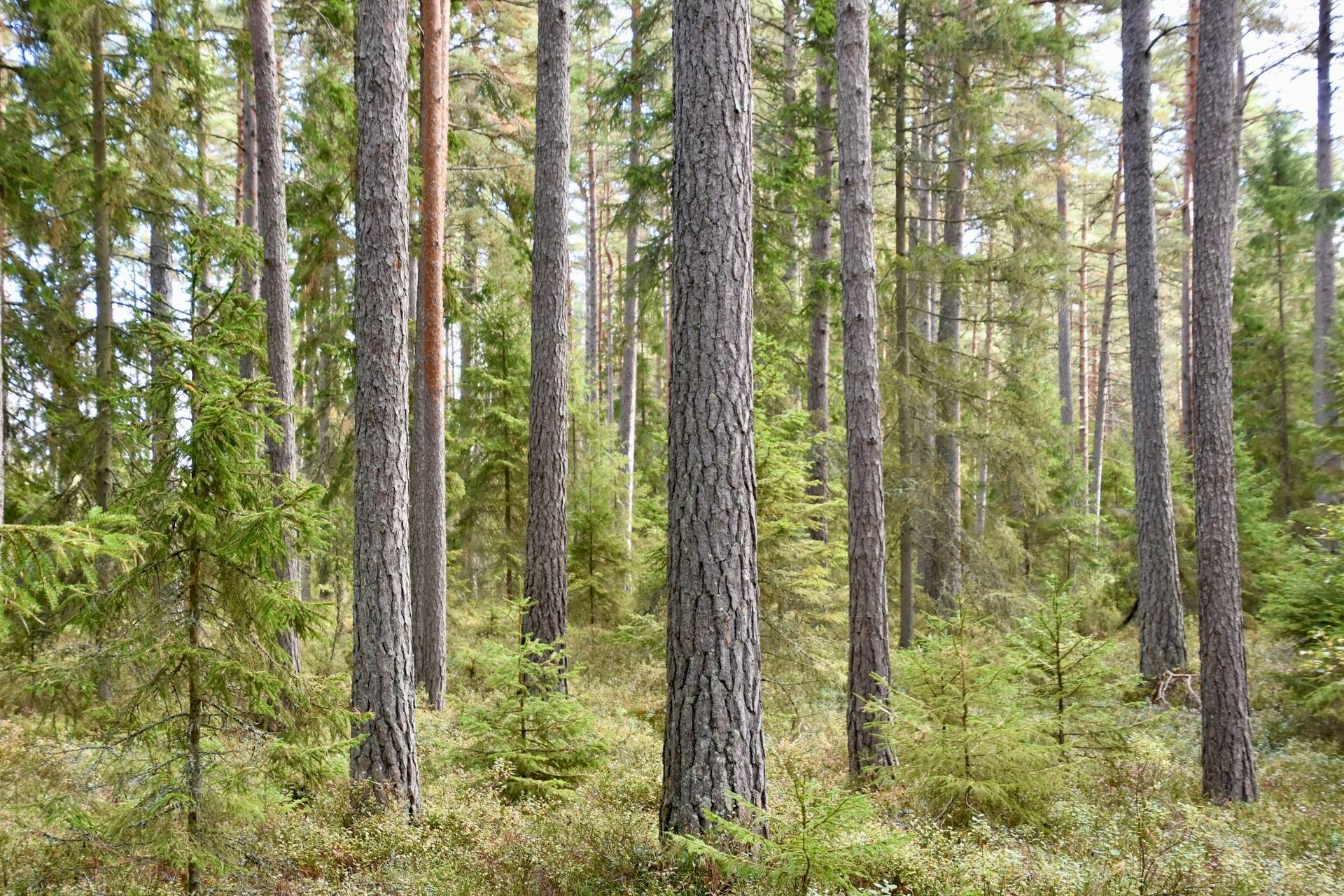 4 rum Gård med jordbruk på Borgunda Börsbo Borgunda Falköpings kommun - bild 35