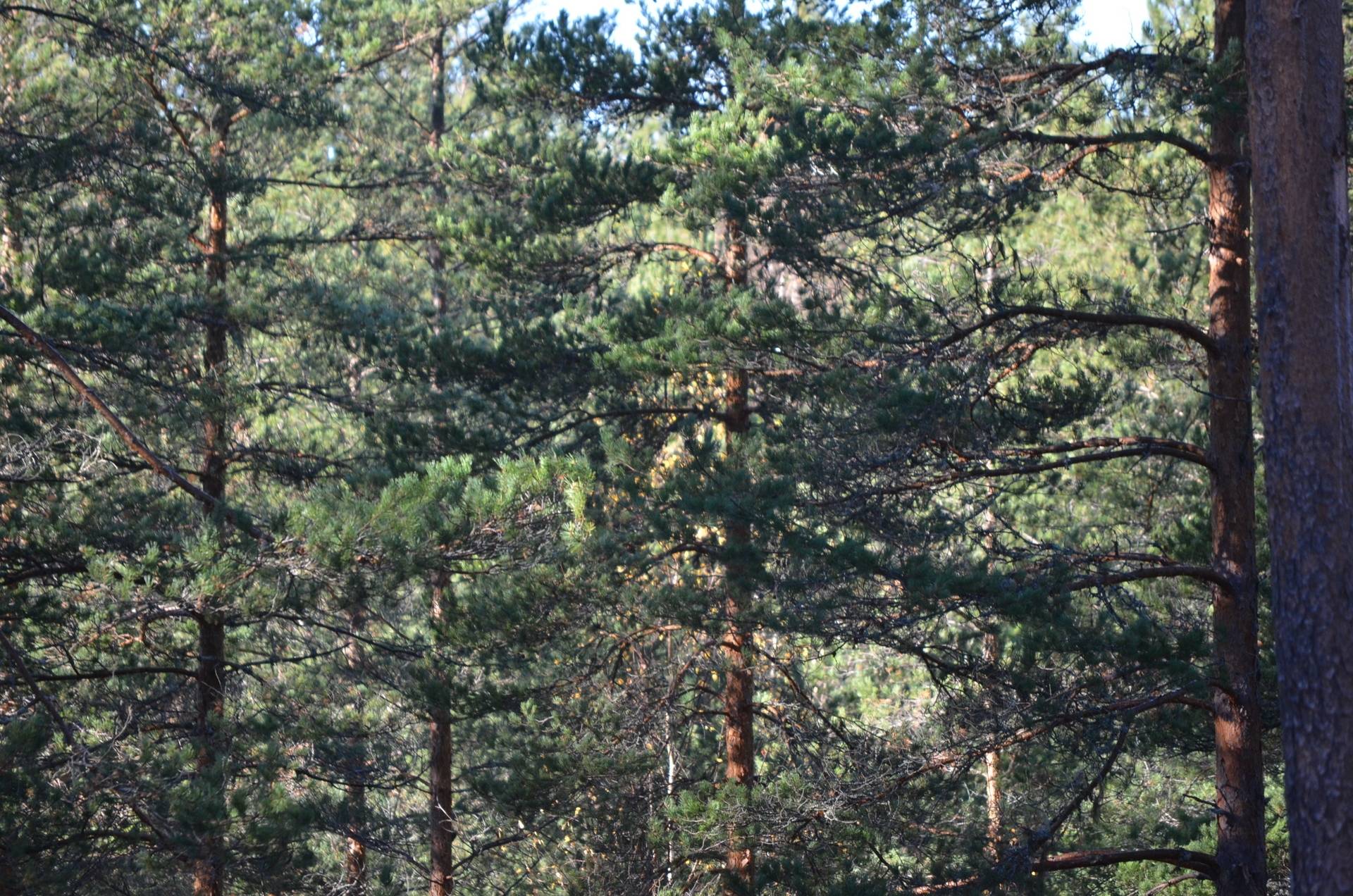 Gård med skogsbruk på Utanmyra Falu kommun - bild 48