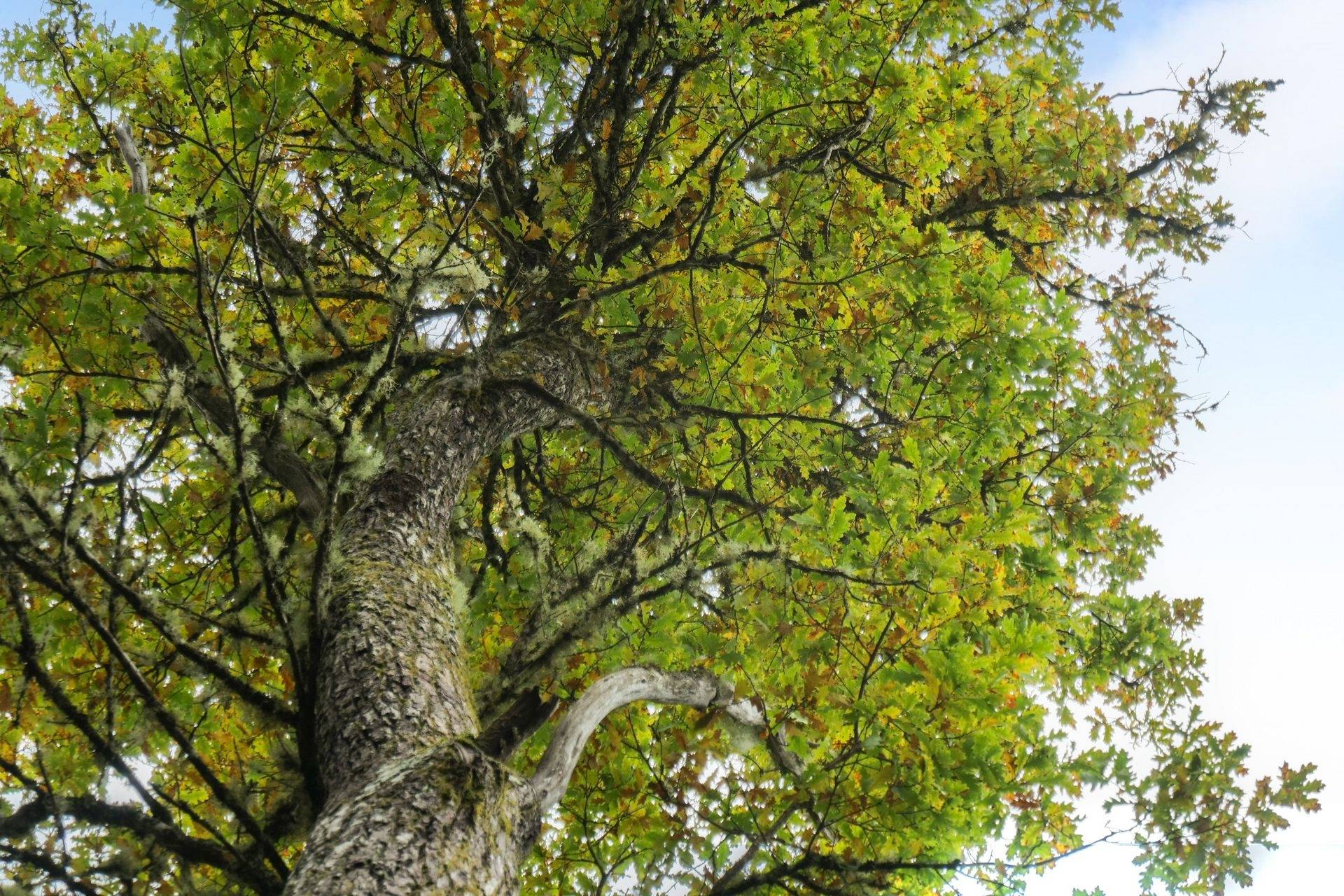 Gård/skog på 56 ha skogsmark med bra bonitet utanför Floby Falköpings kommun - bild 19