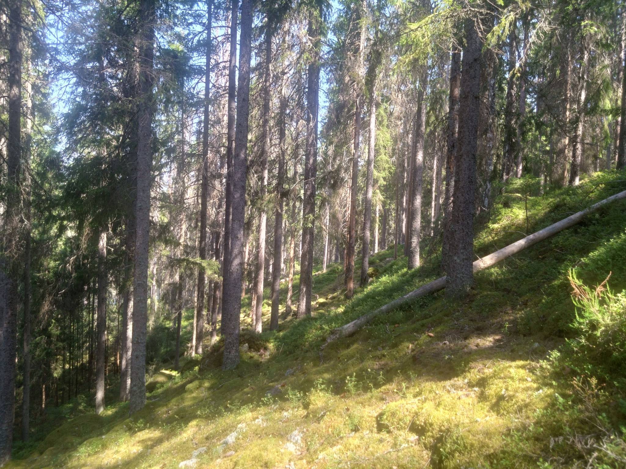 Gård/skog på Hyttskogen Resta Lindesbergs kommun - bild 7