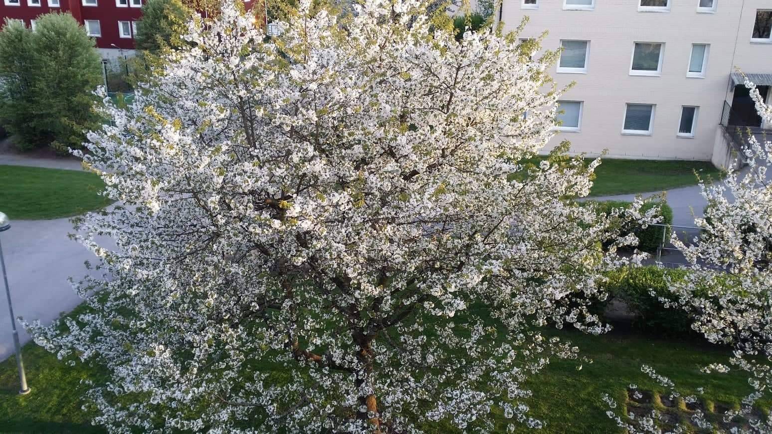 1 rum Lägenhet på Björkhemsgatan 59 Sjöbo Borås kommun - bild 8